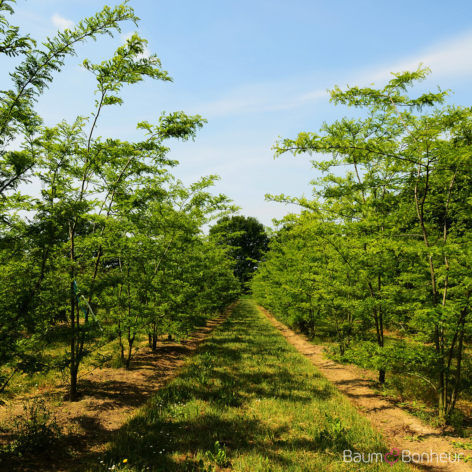 Gleditsia triacanthos 'Green Glory'
