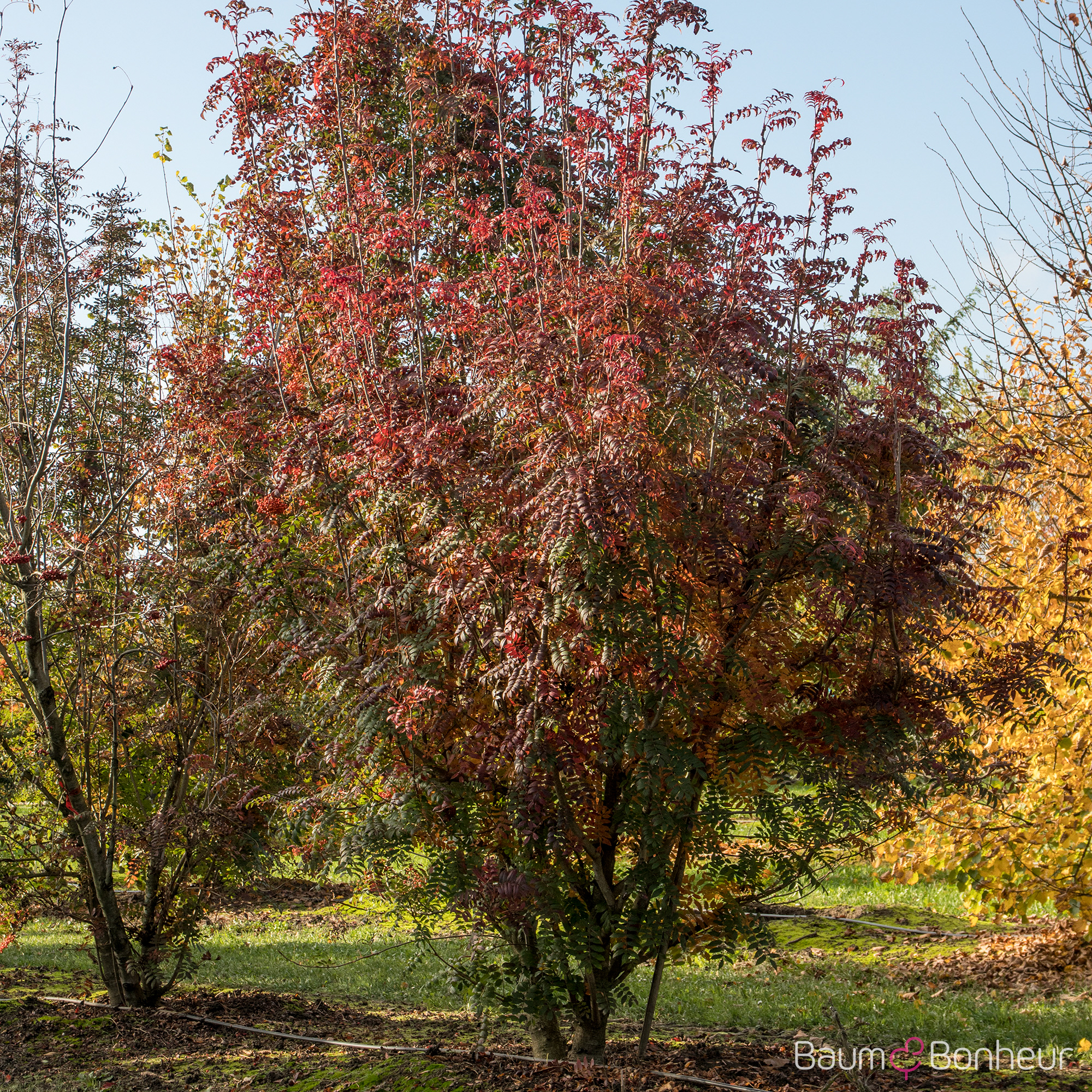 Sorbus serotina