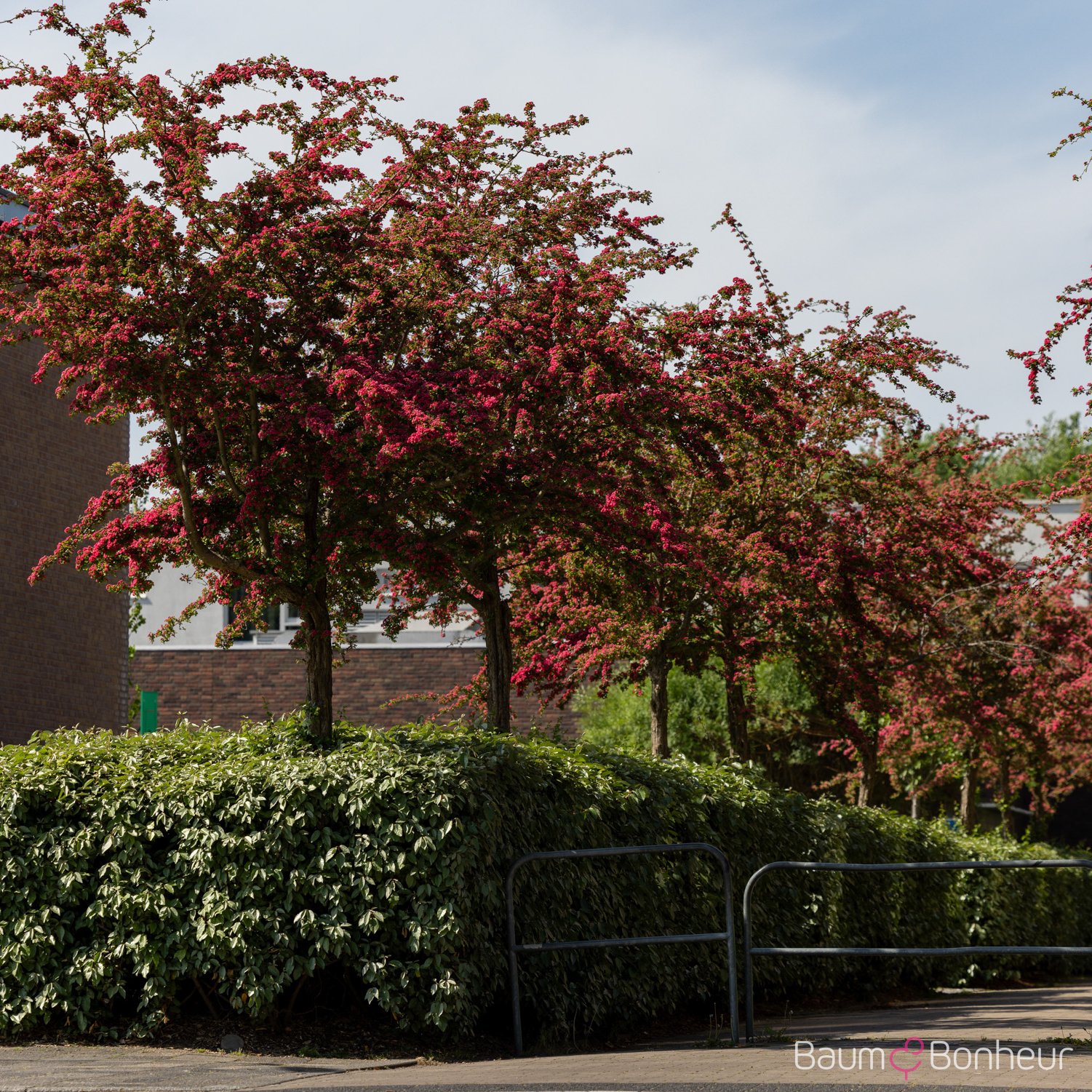 Crataegus laevigata 'Paul's Scarlet'