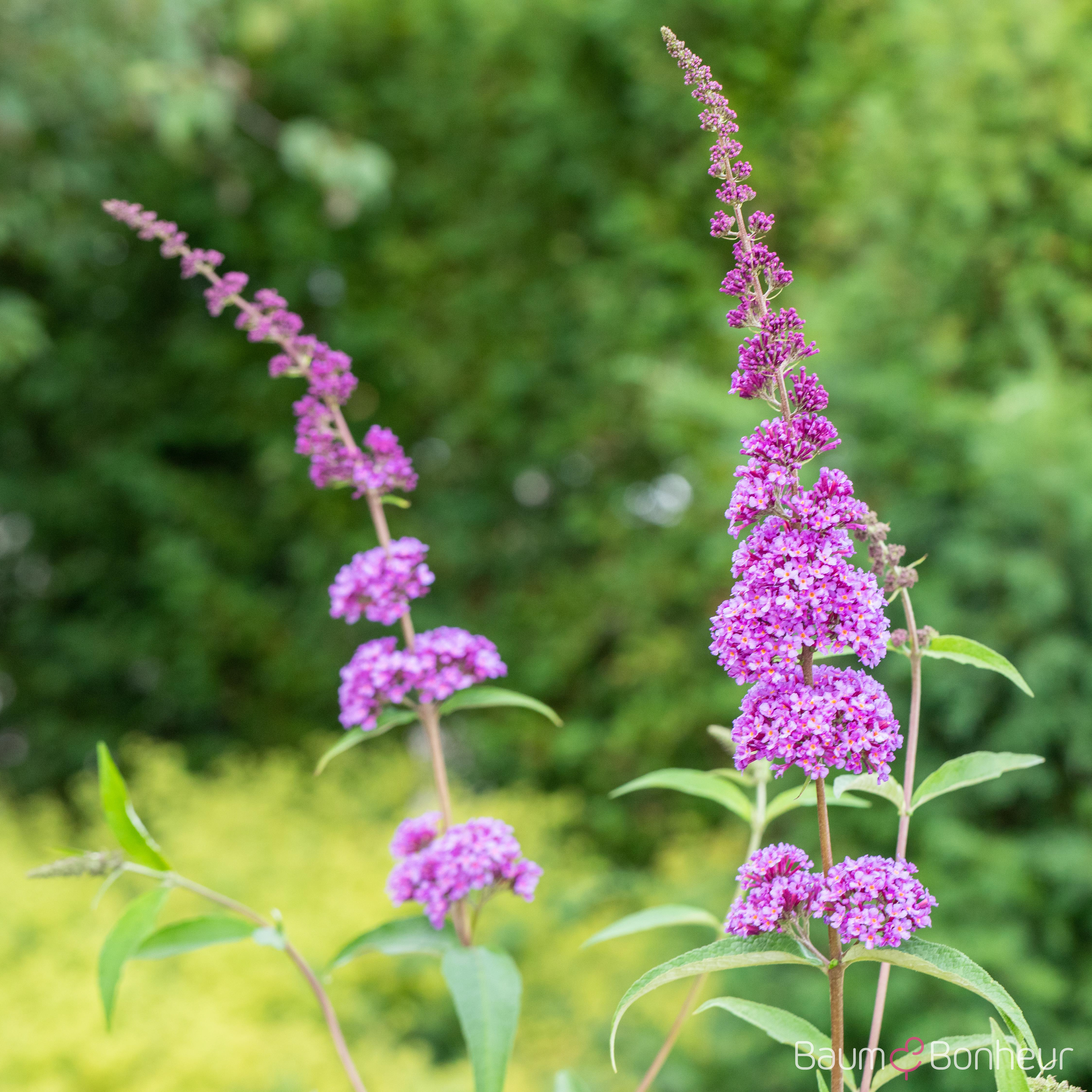 Buddleja davidii 'Ile de France'