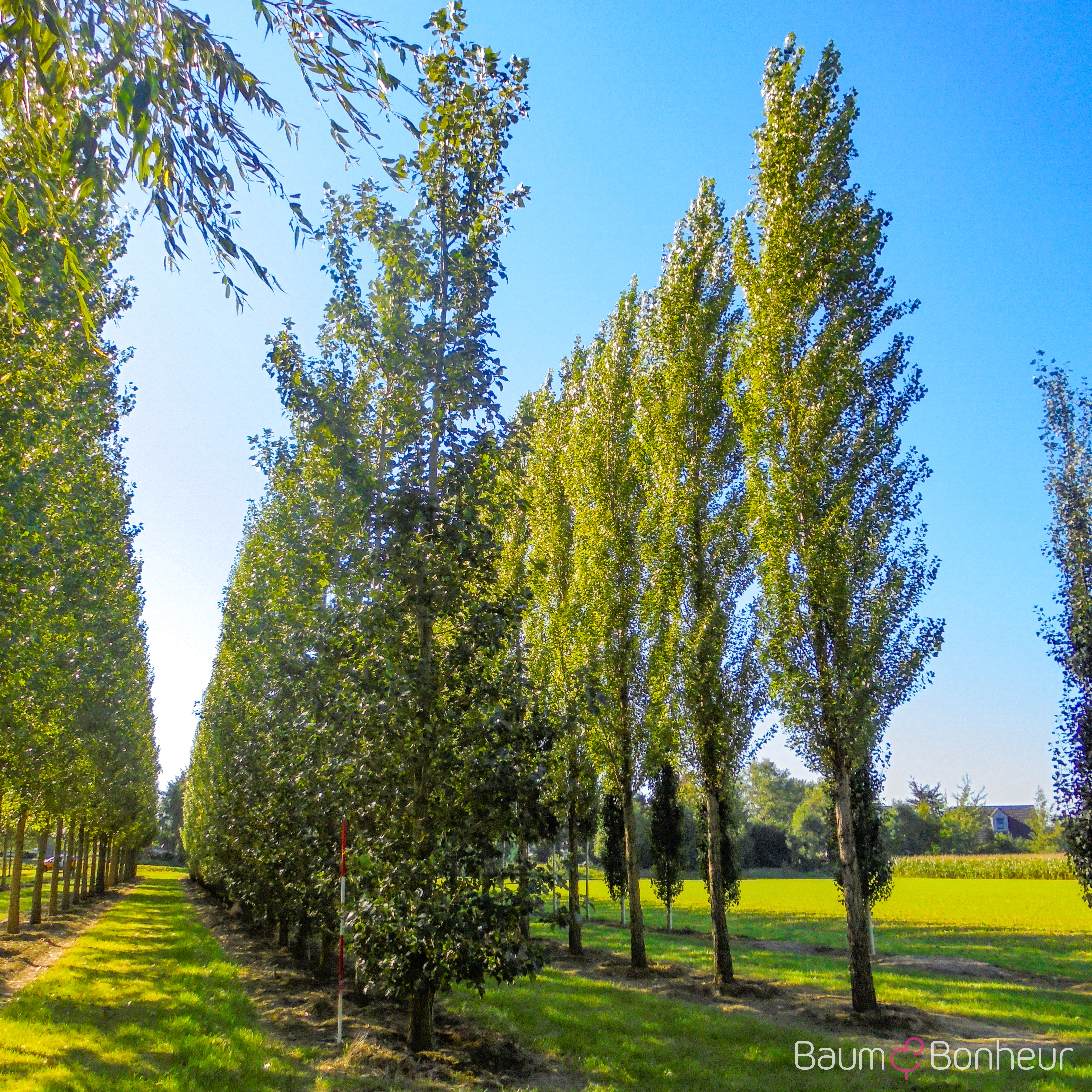 Populus balsamifera