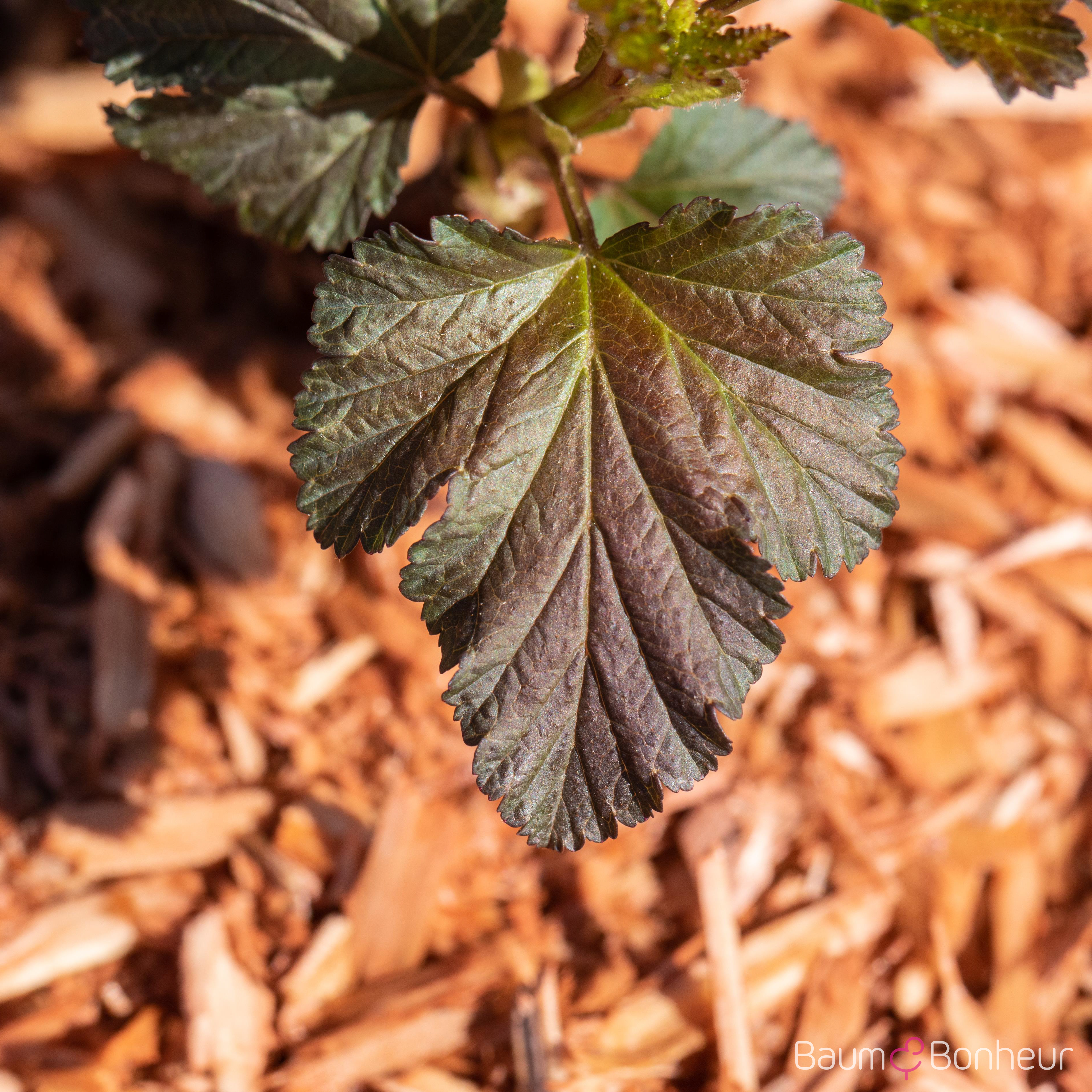 Physocarpus opulifolius 'Diabolo'
