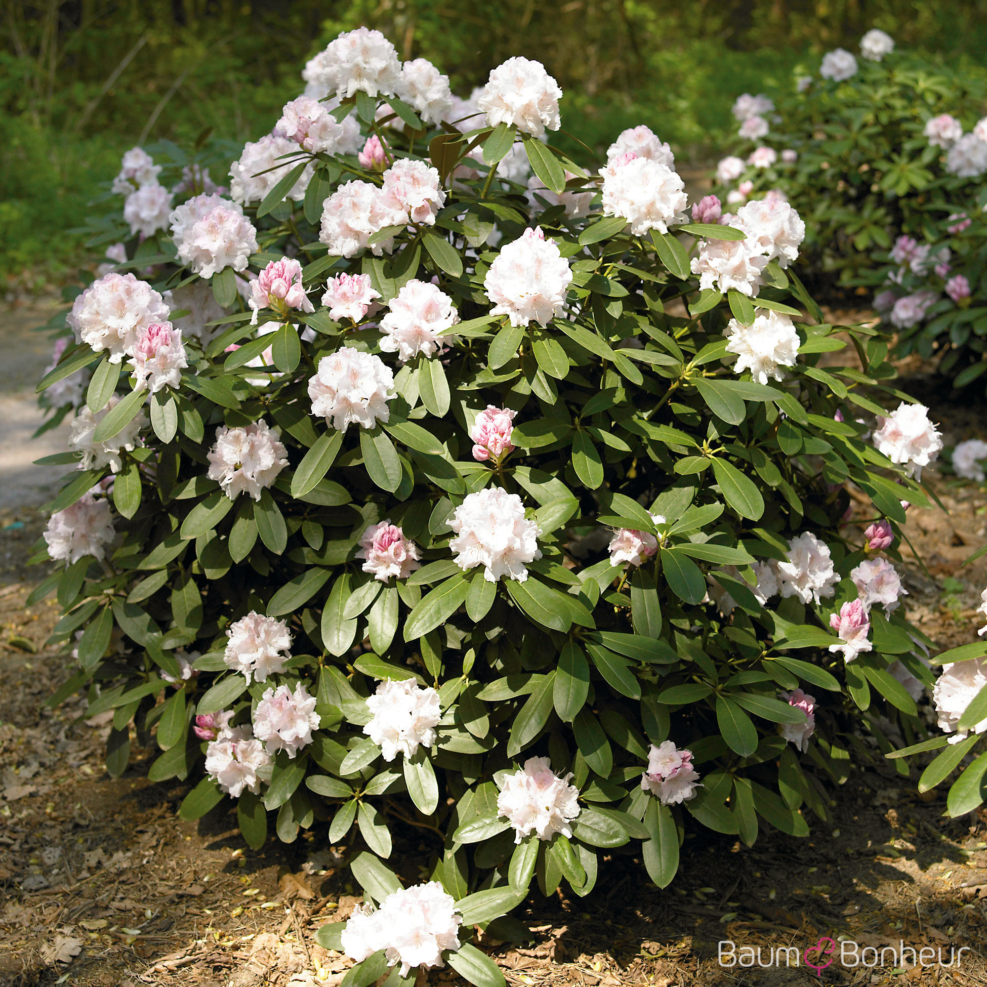 Rhododendron yakushimanum 'Schneekrone'