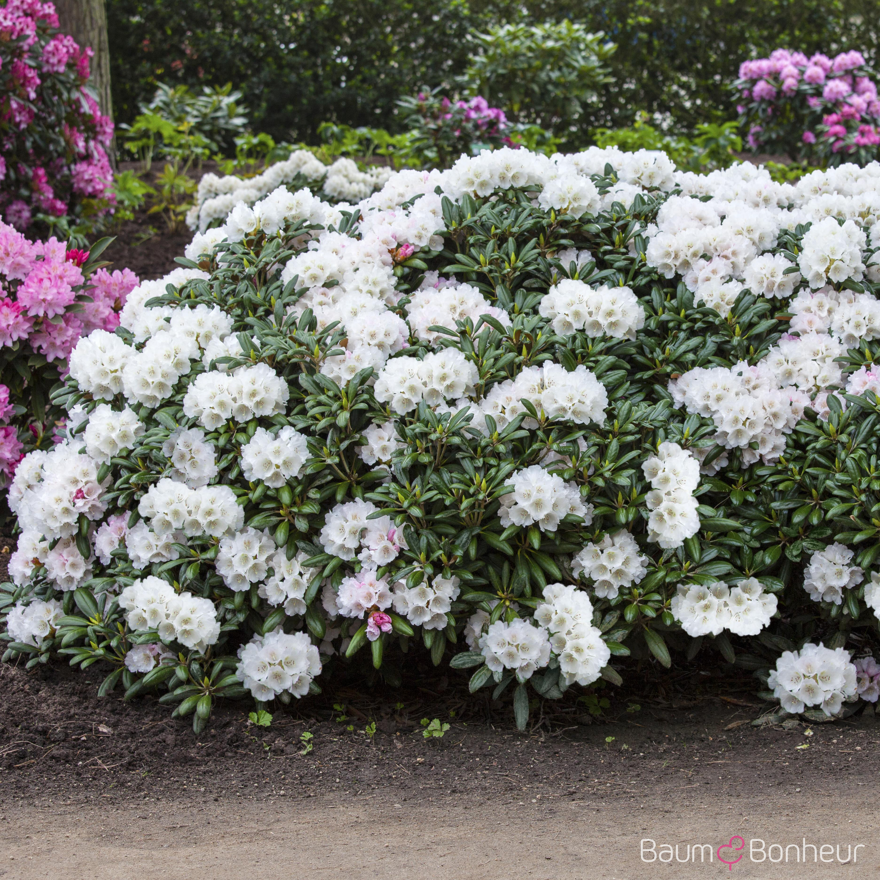 Rhododendron yakushimanum 'Koichiro Wada'