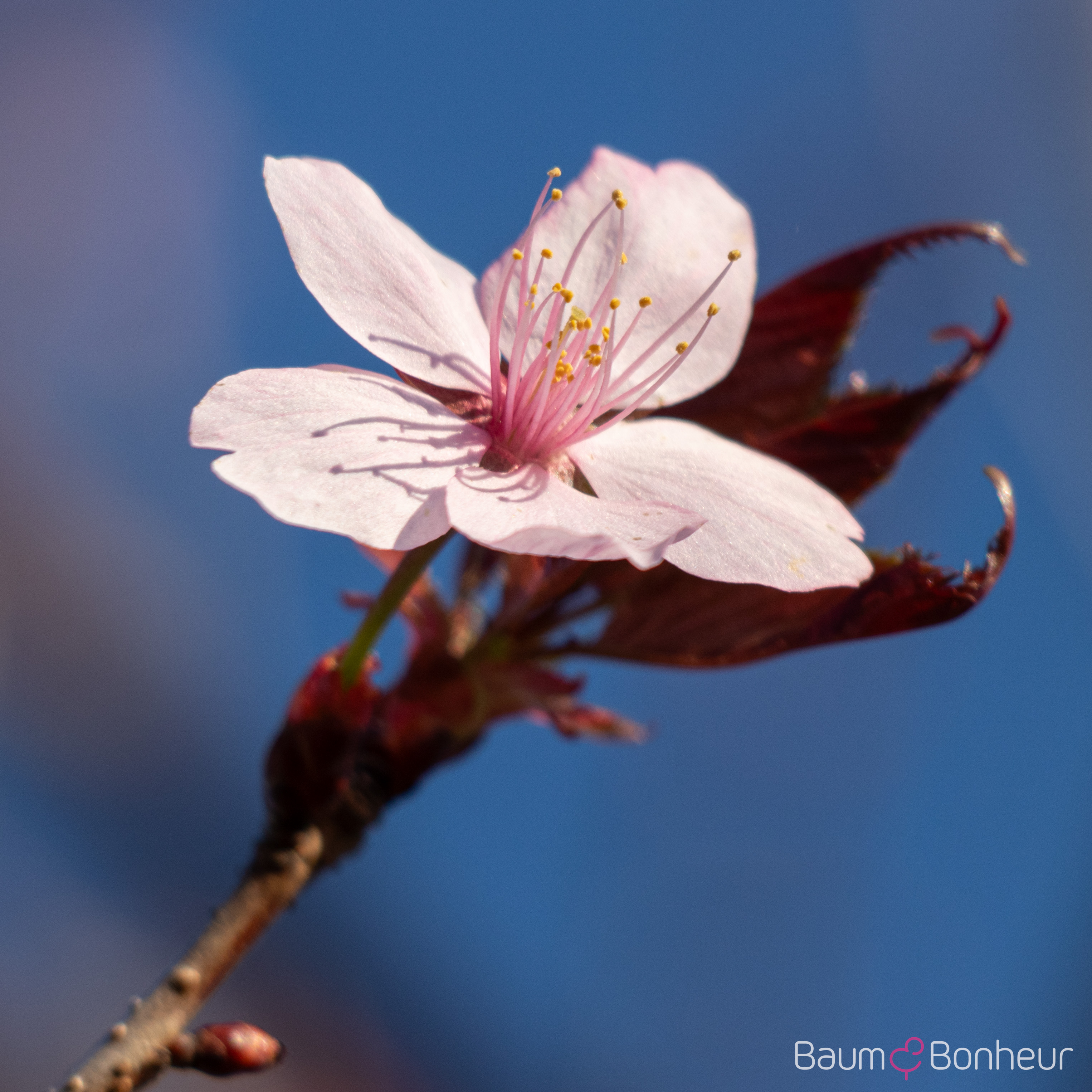 Prunus sargentii 'Charles Sargent'