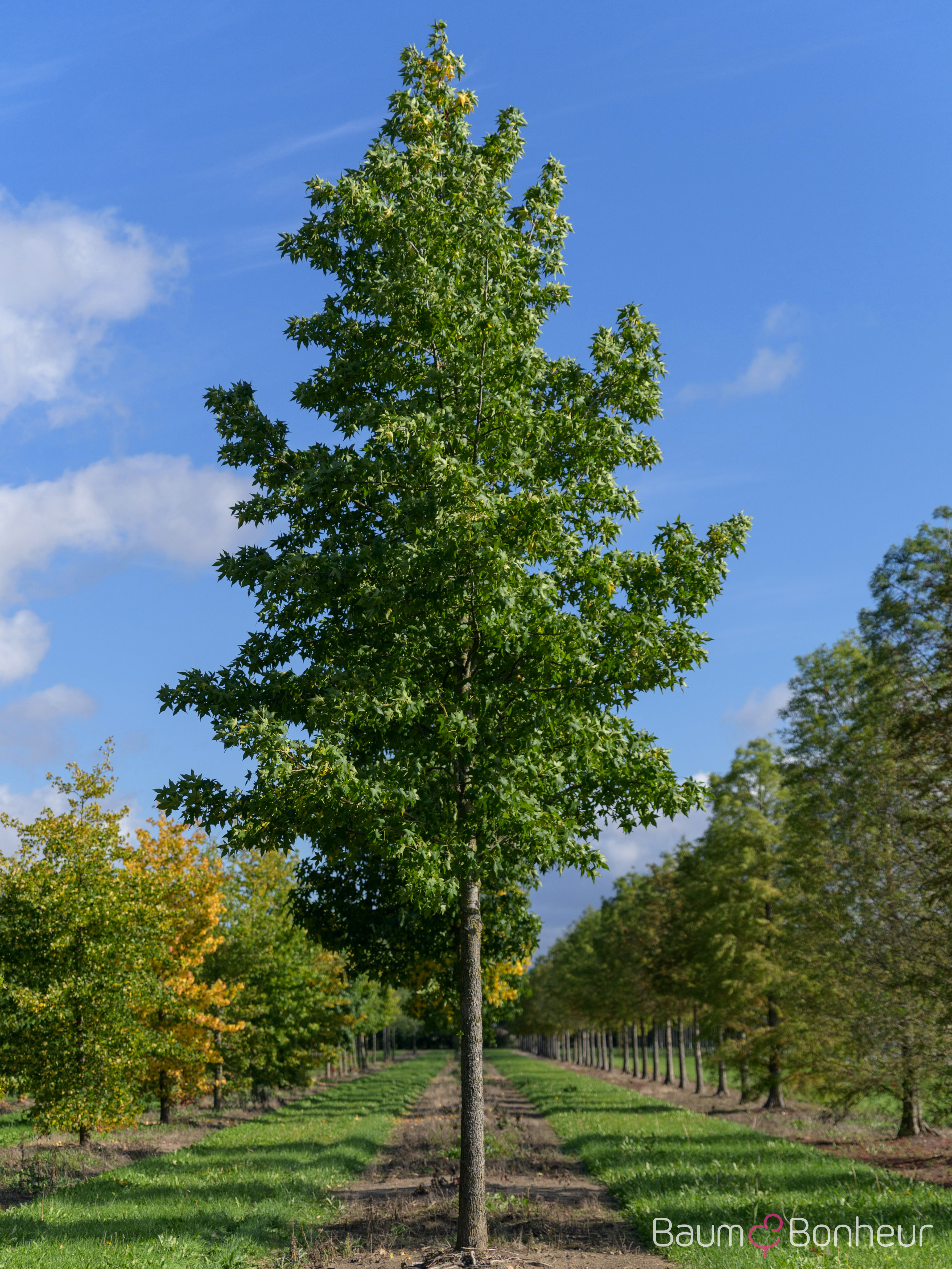 Liquidambar styraciflua