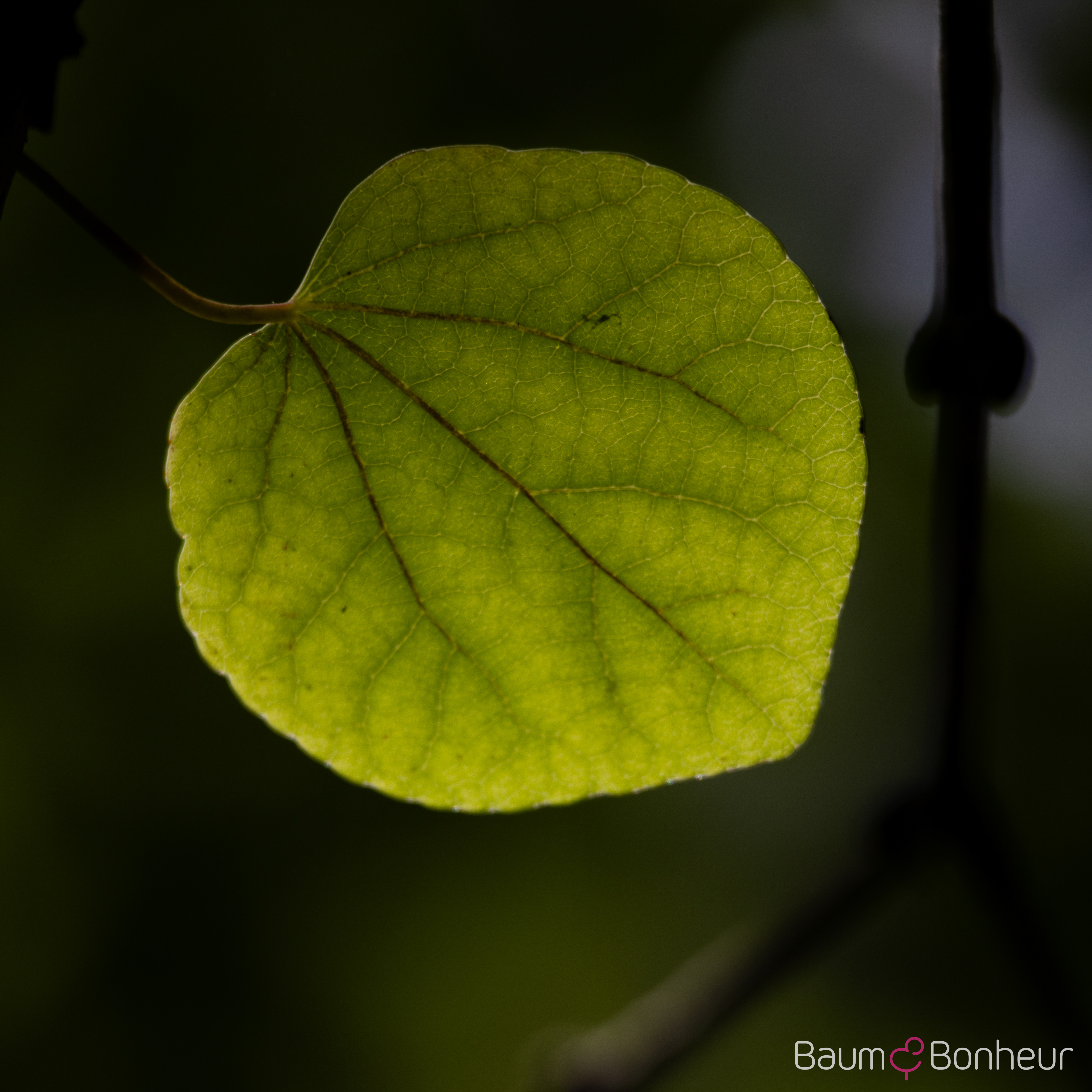 Cercidiphyllum japonicum