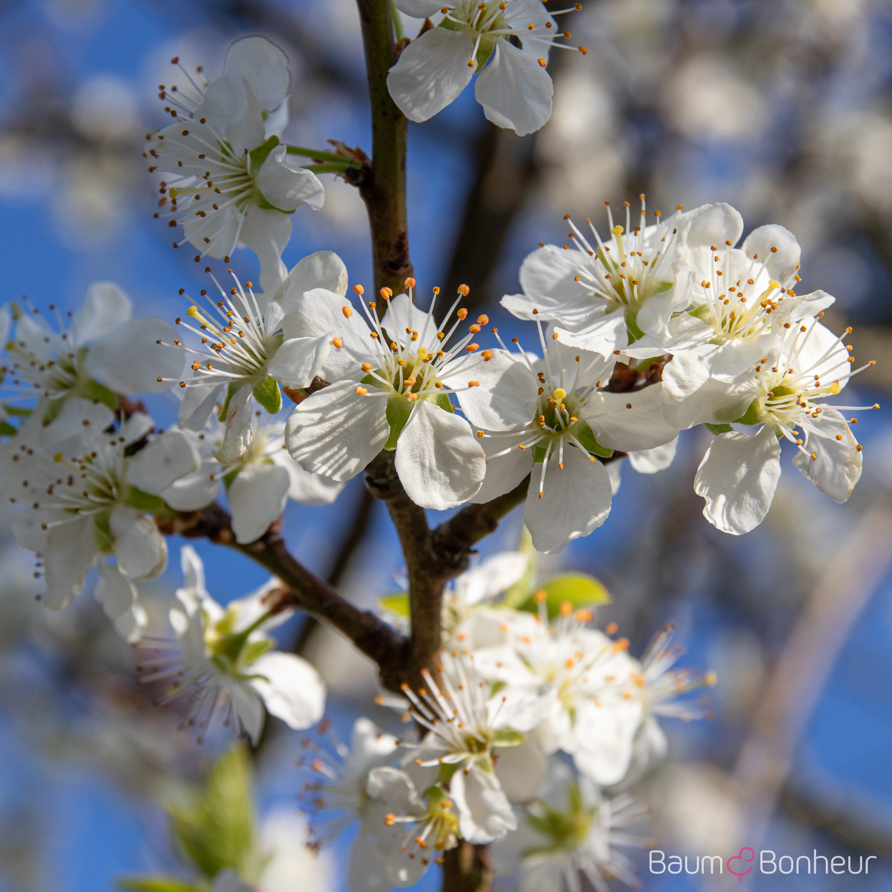 Prunus ital. 'Große Grüne Reneclaude'