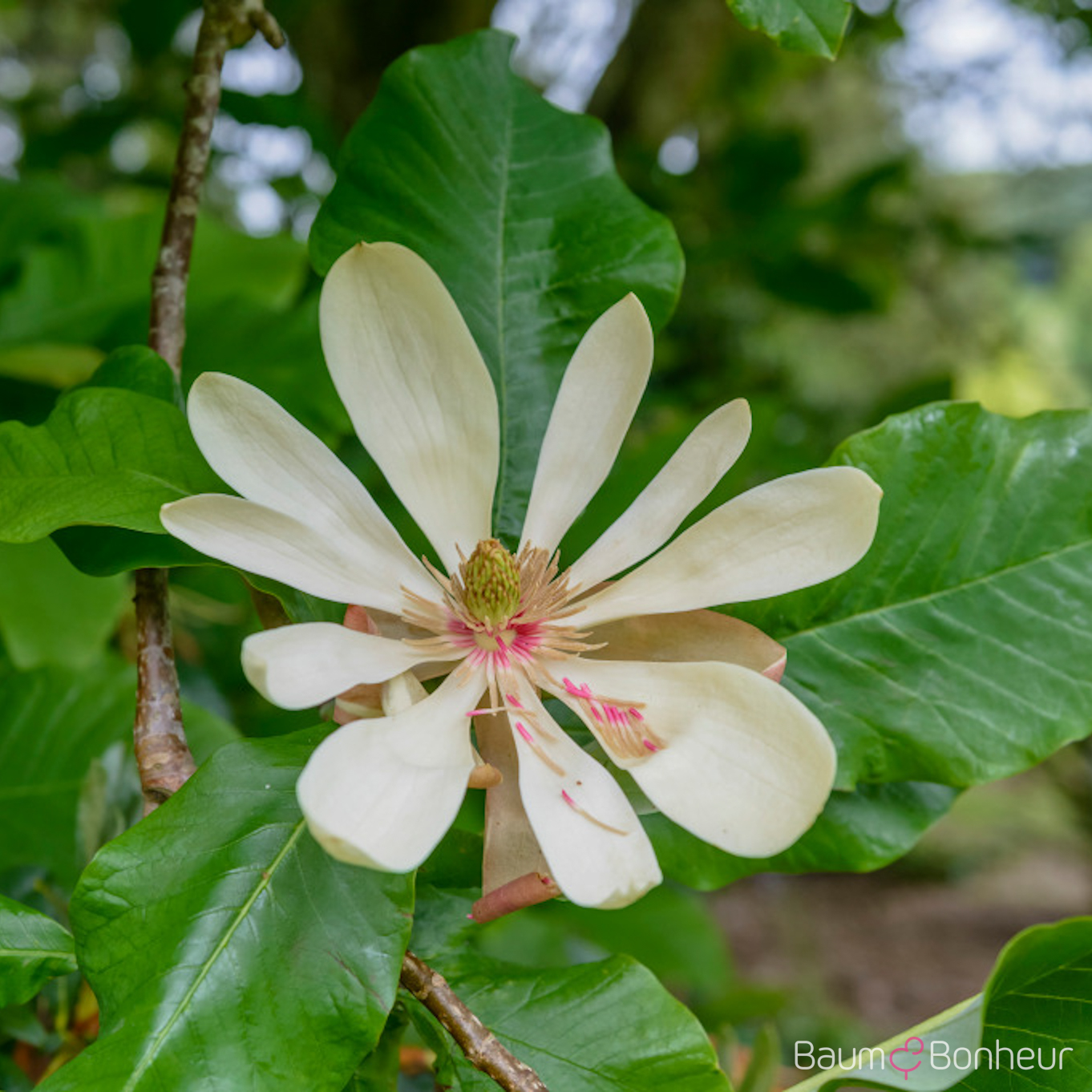 Magnolia tripetala