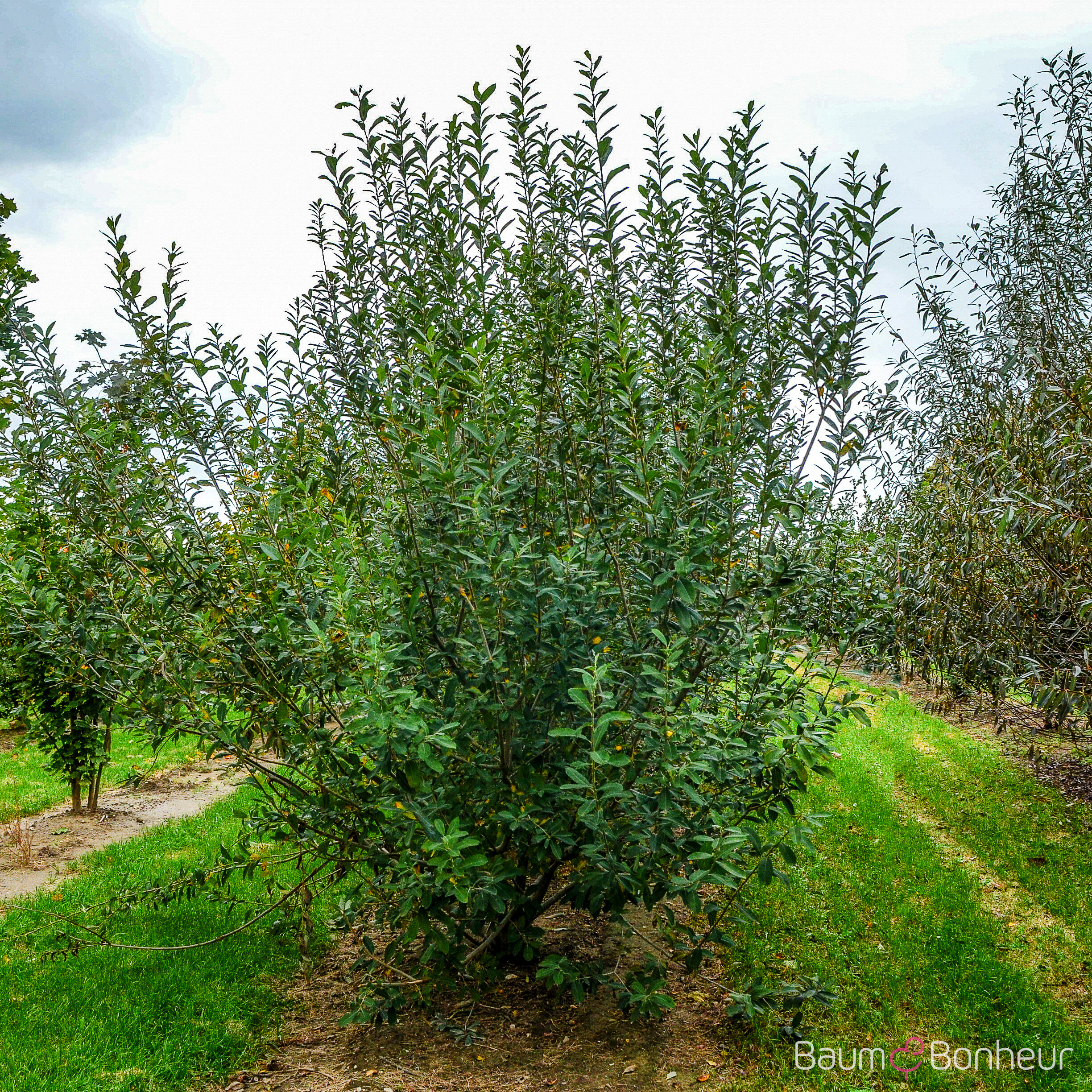 Salix caprea