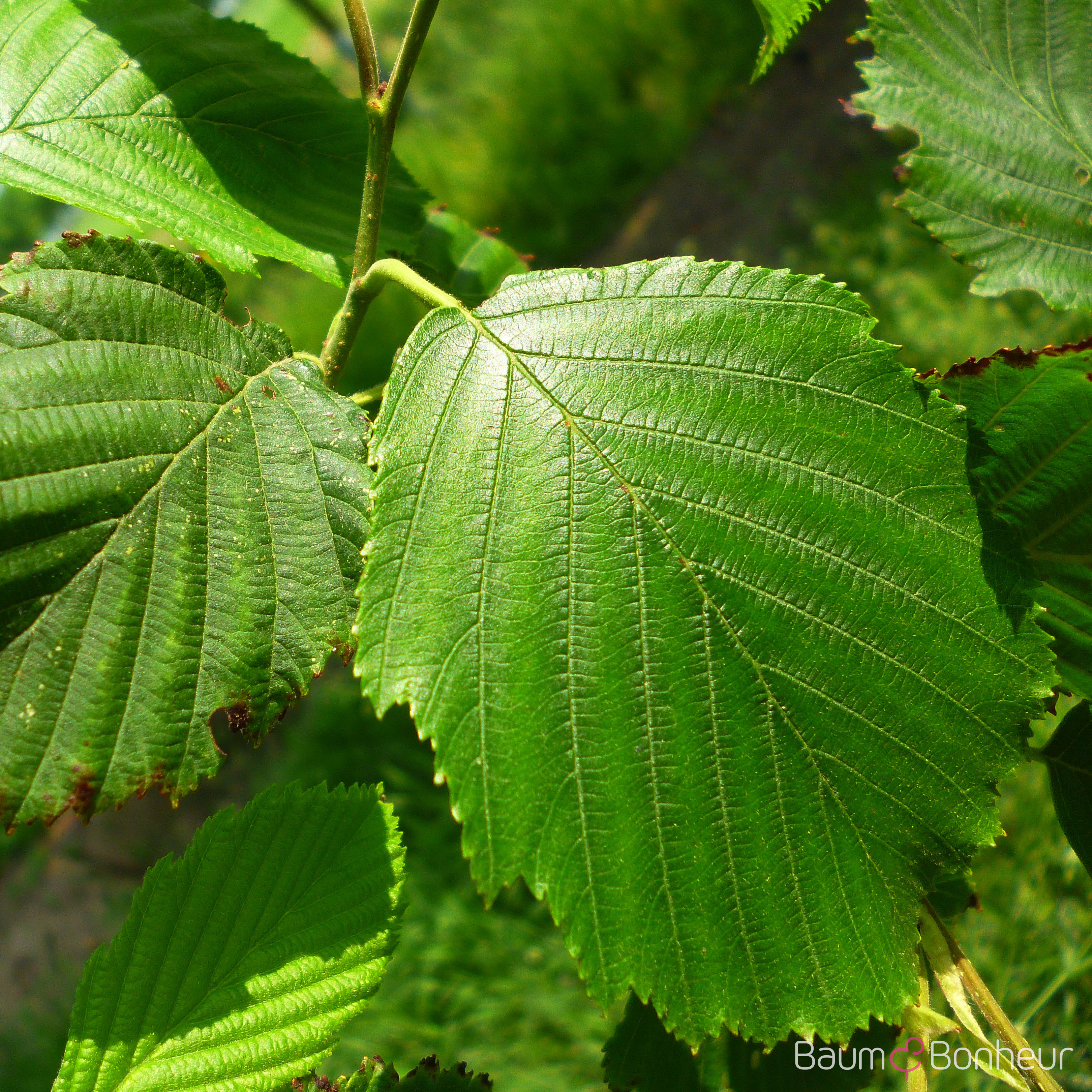 Alnus incana