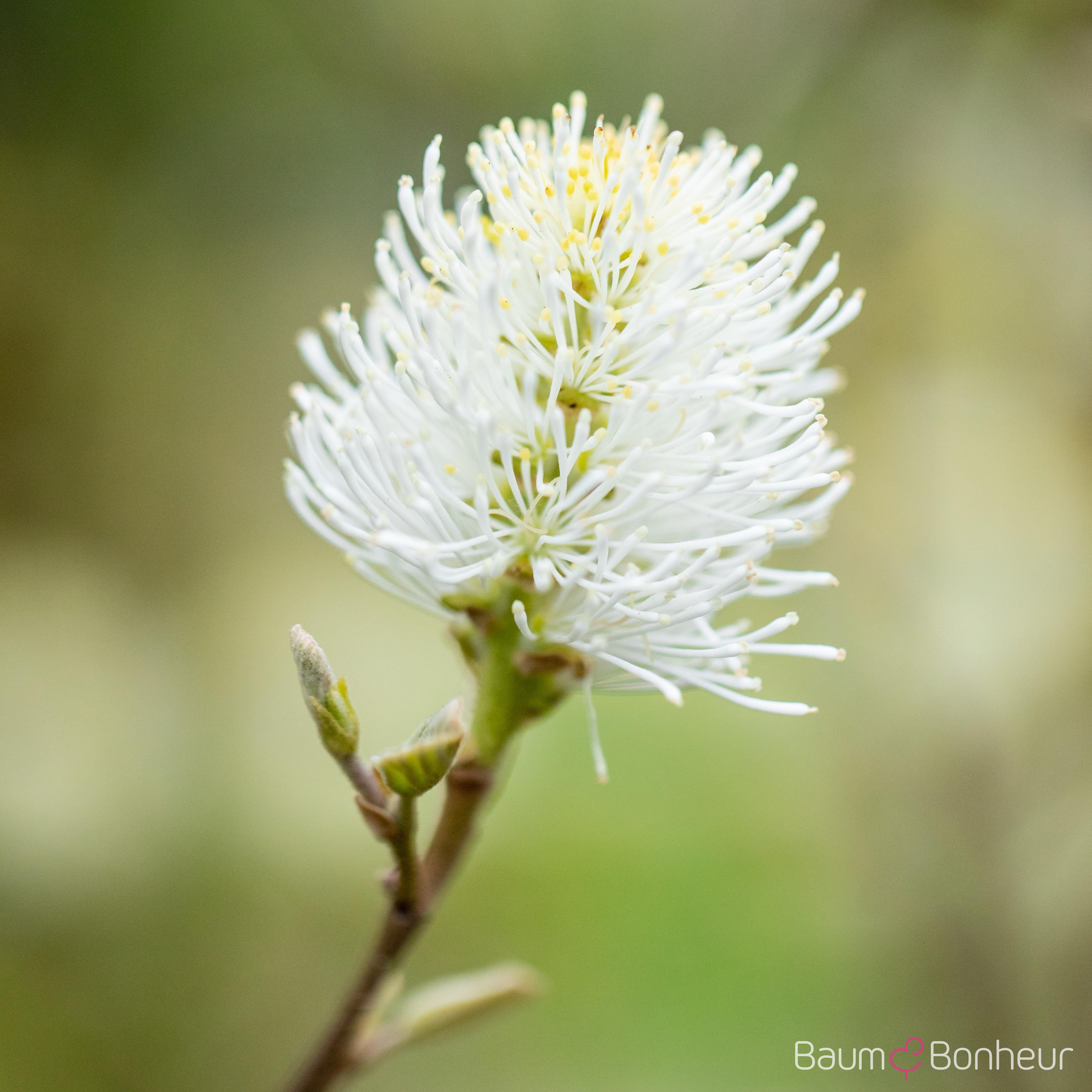 Fothergilla major