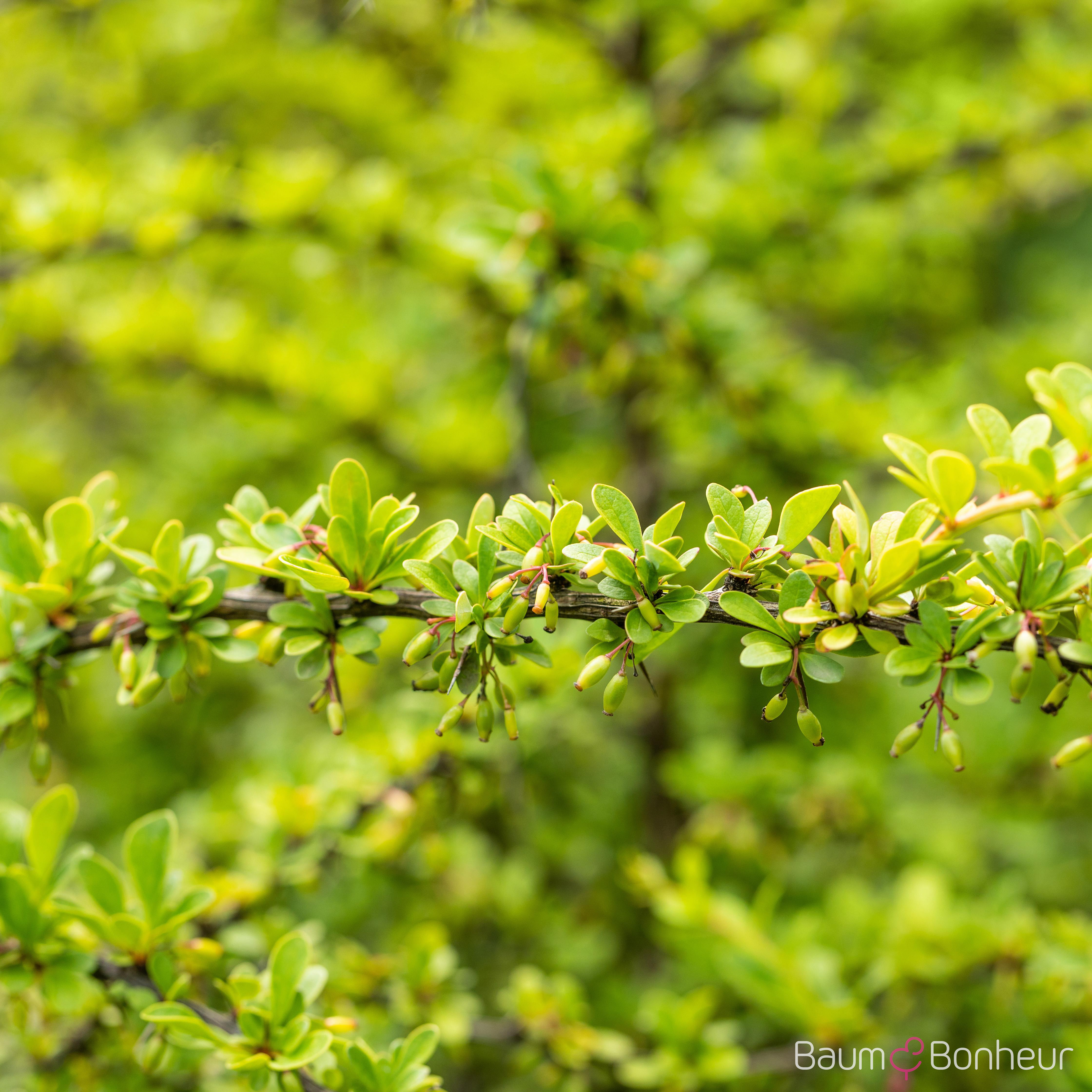 Berberis thunbergii