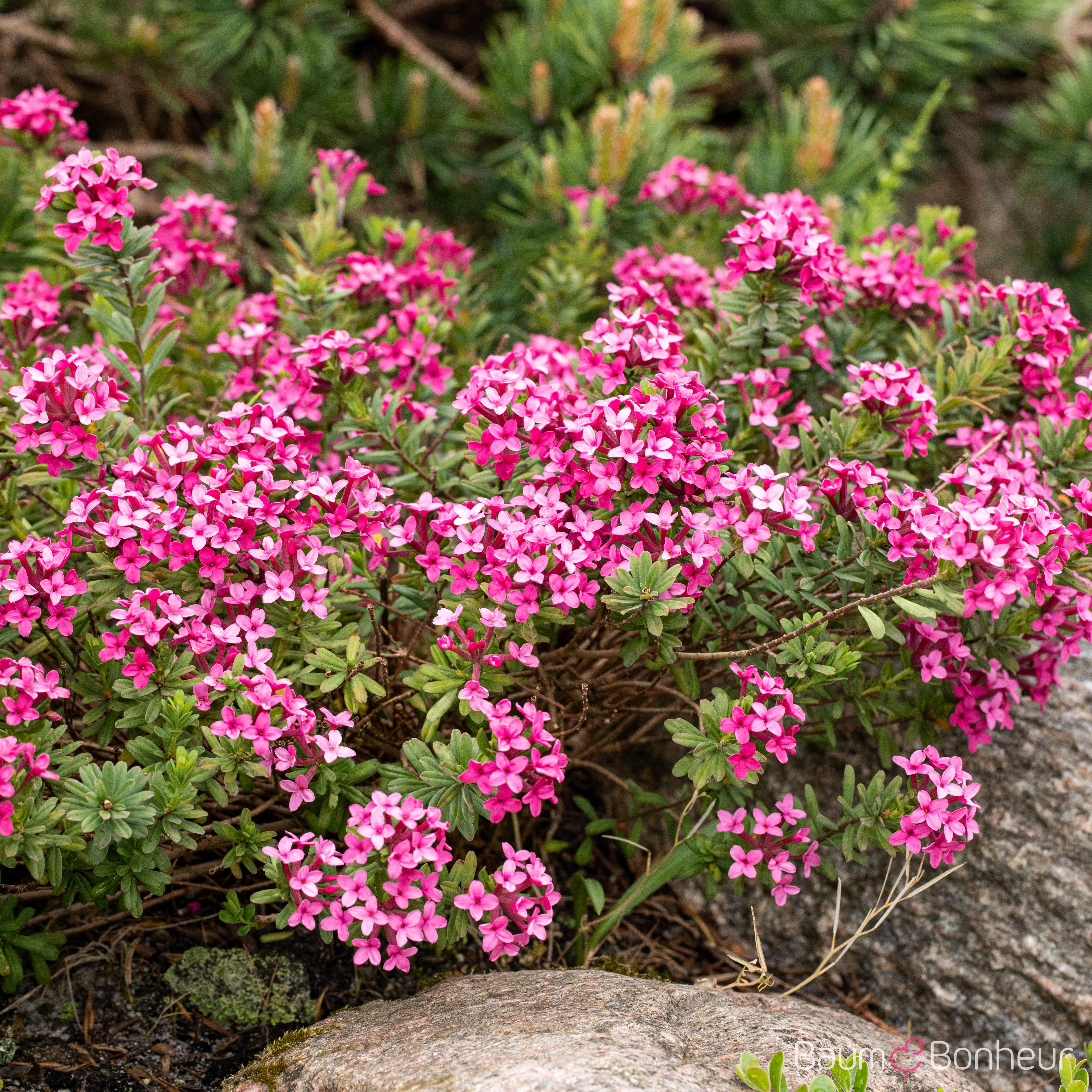 Daphne cneorum
