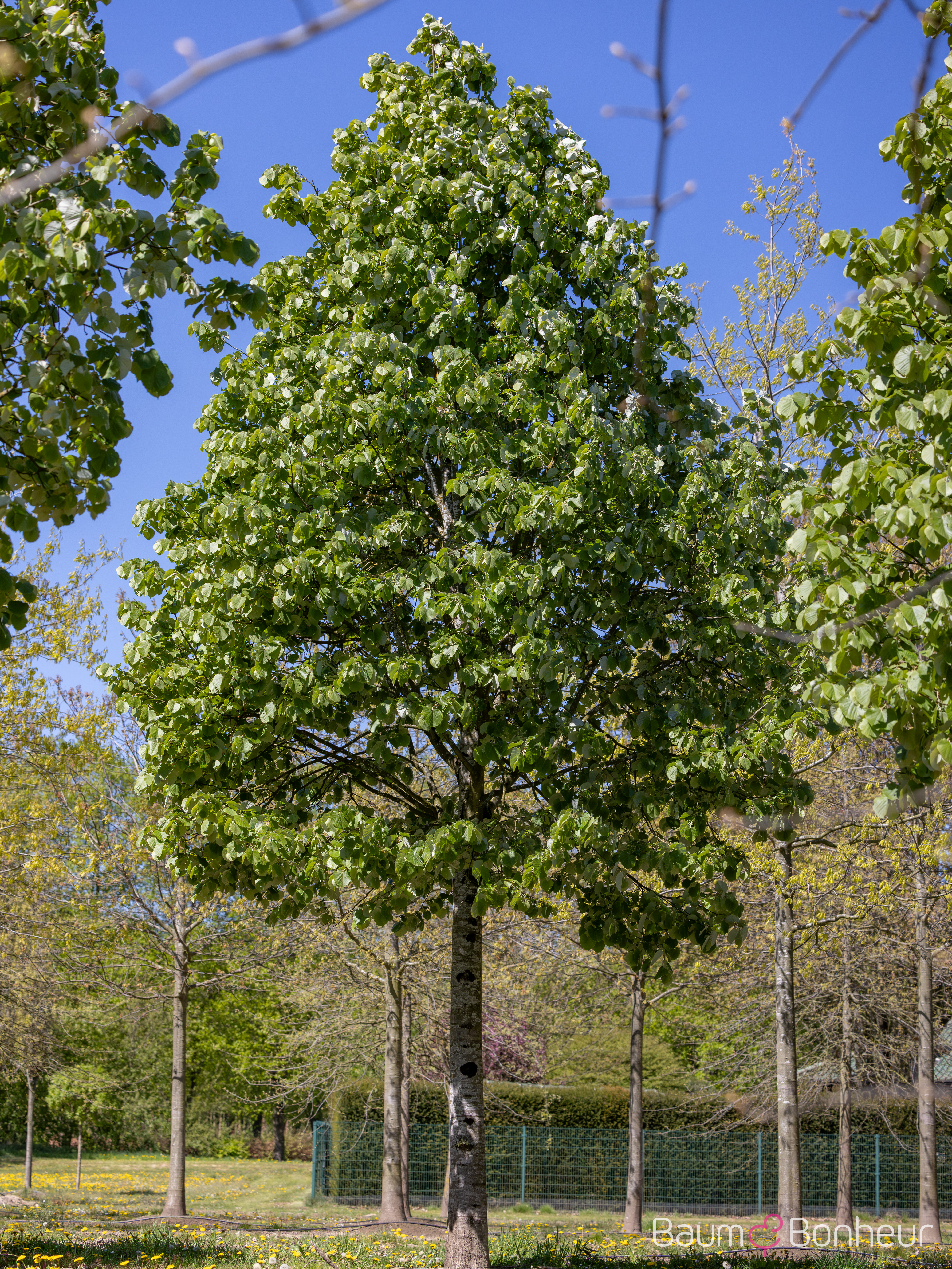 Tilia tomentosa