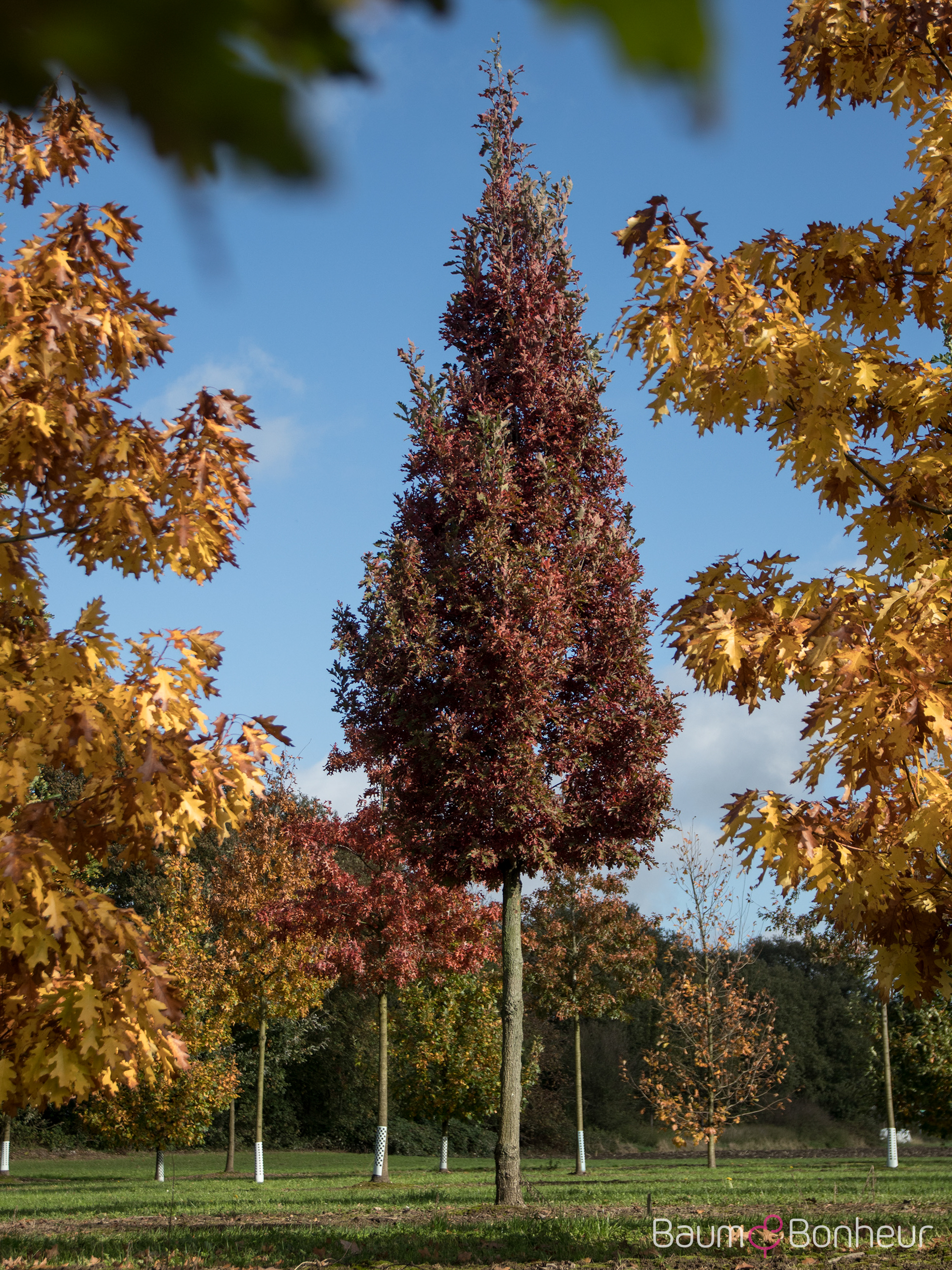 Quercus bicolor 'Crimson Spire'
