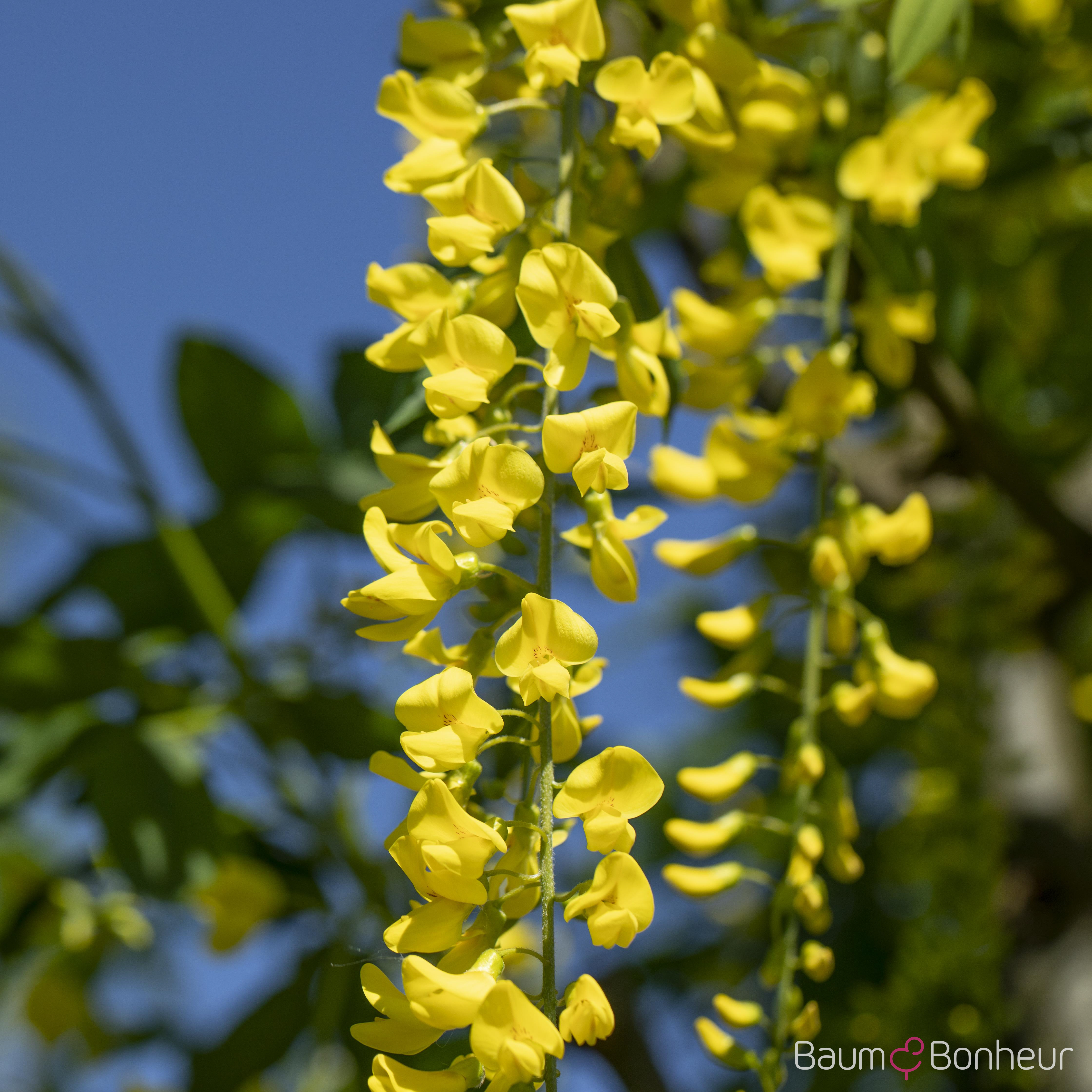 Laburnum x watereri 'Vossii'