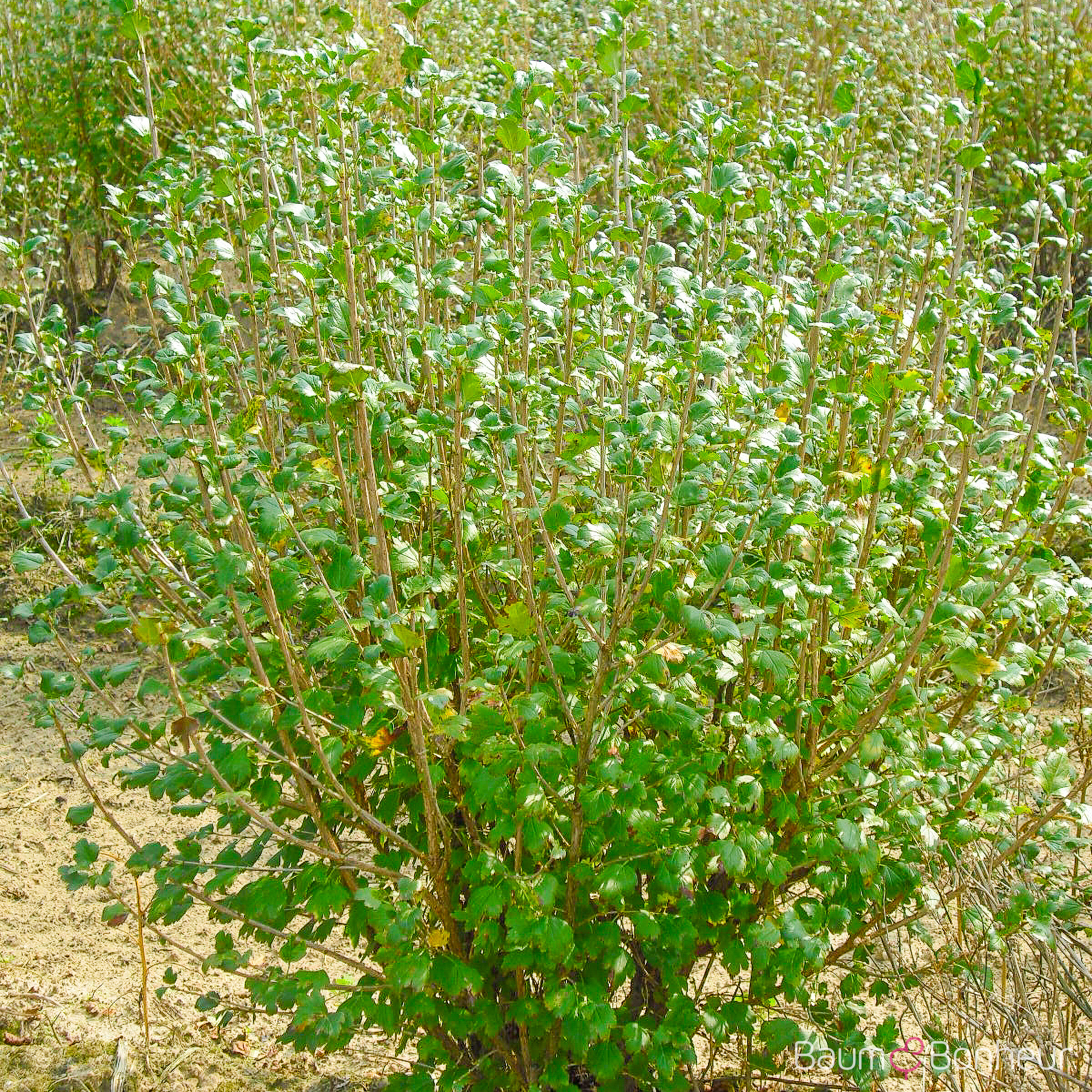 Ribes alpinum 'Schmidt'