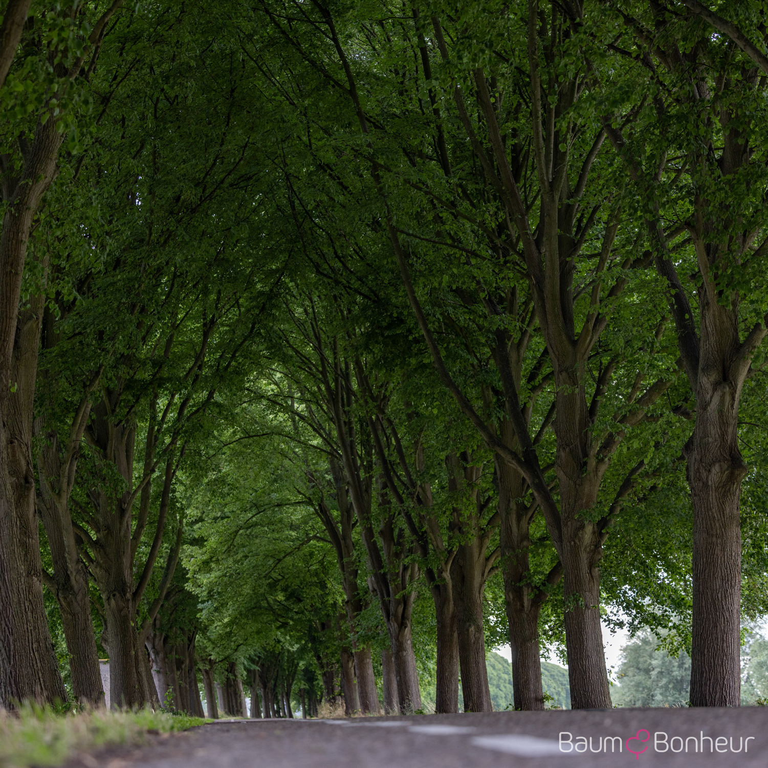 Tilia platyphyllos