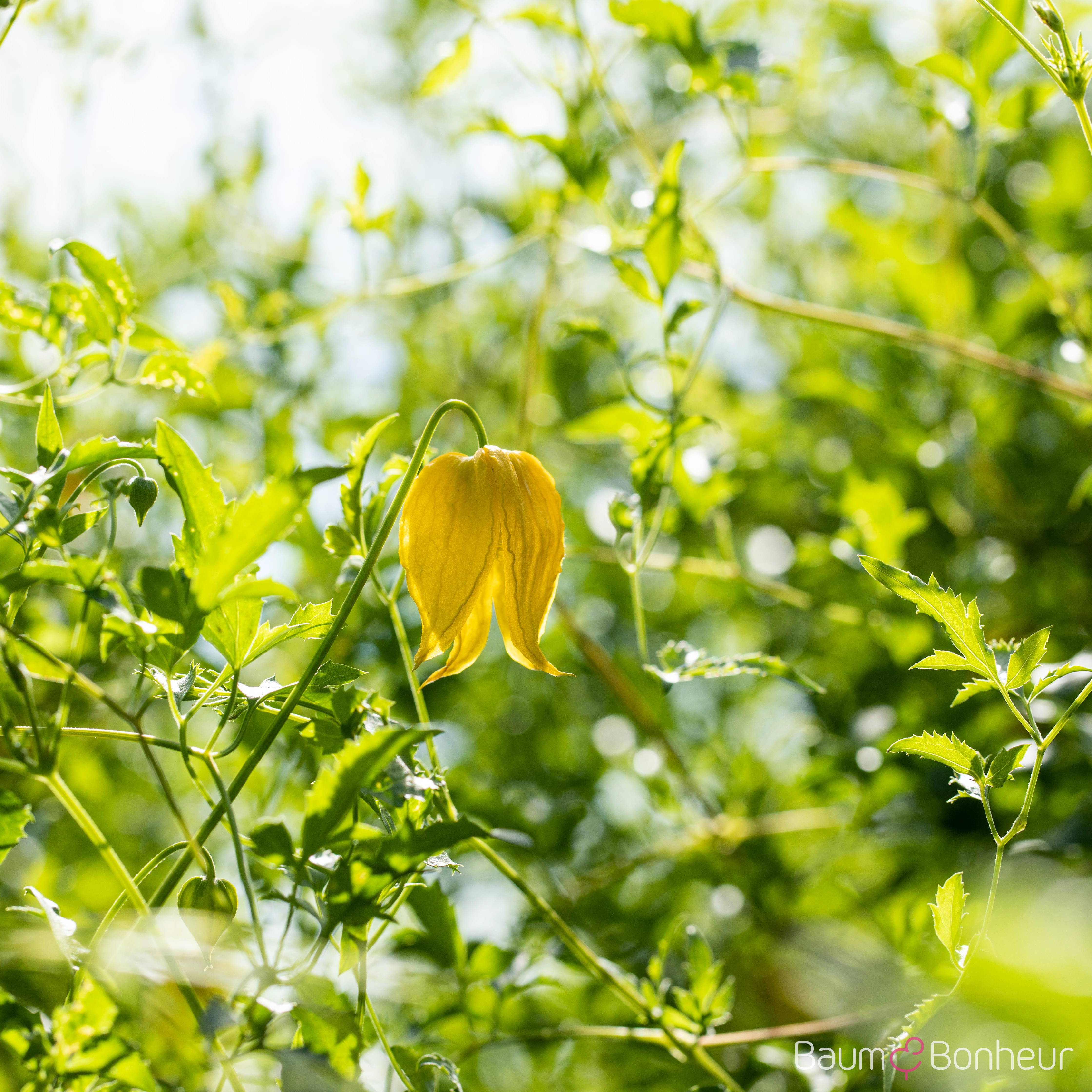 Clematis tangutica
