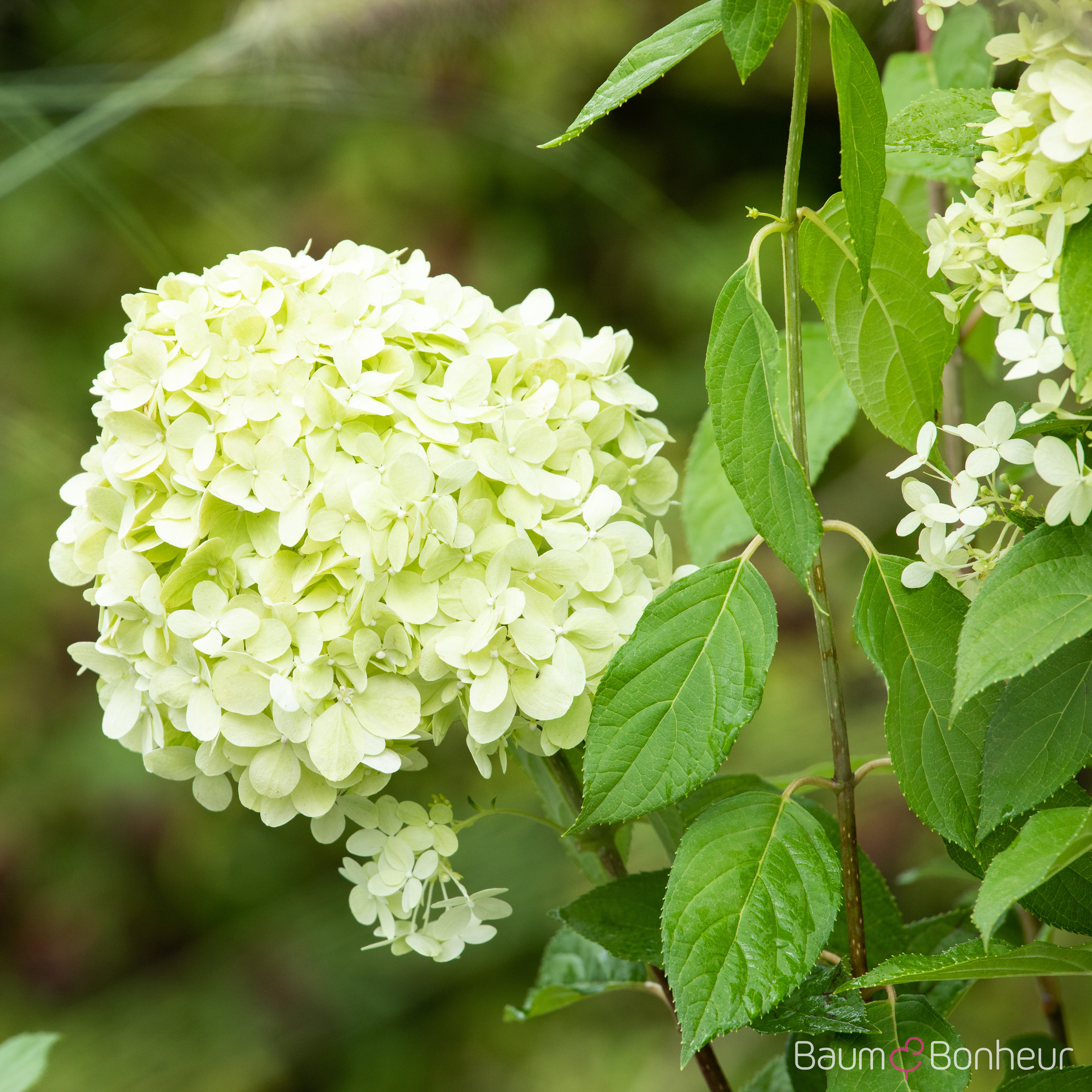 Hydrangea paniculata 'Limelight' -S-