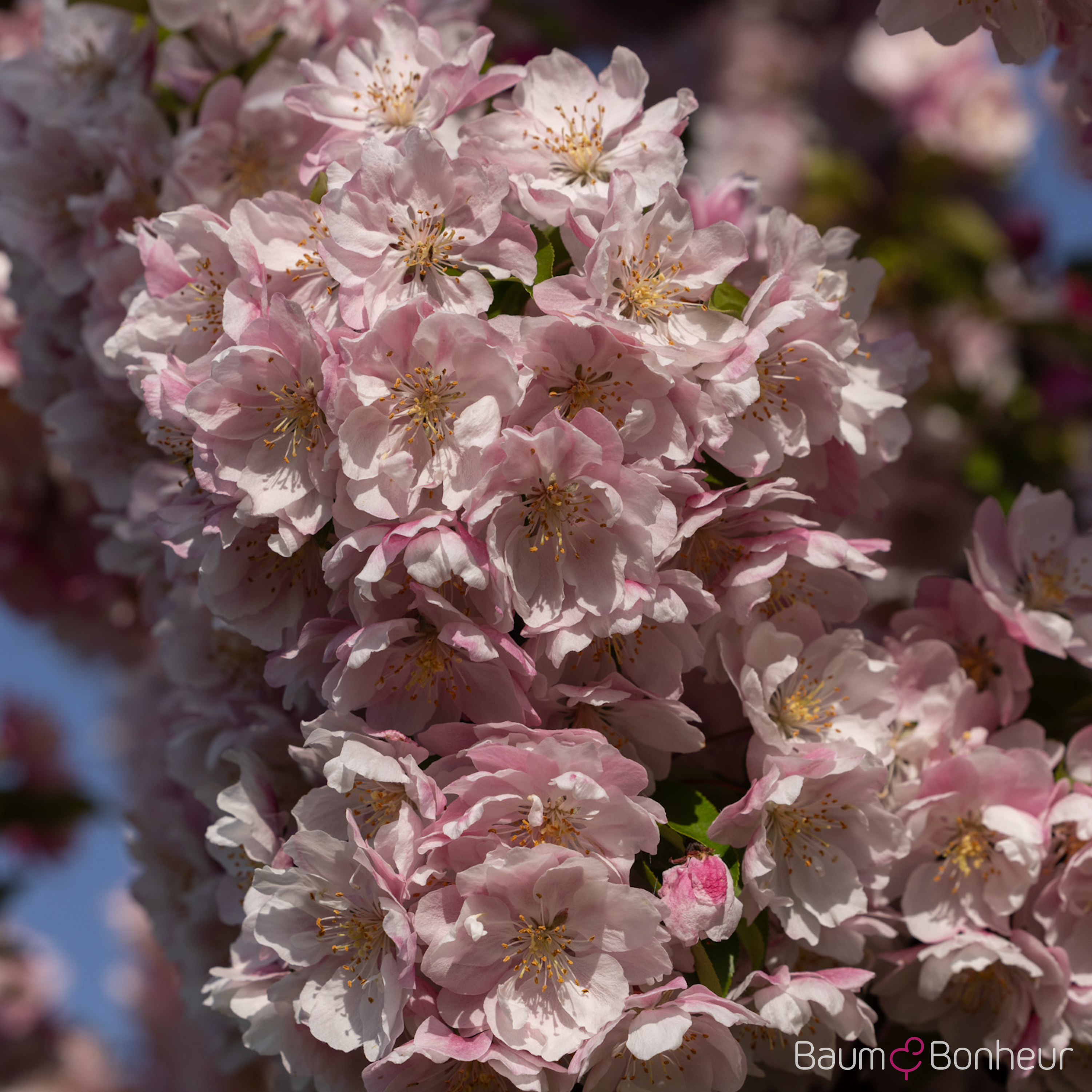Malus 'Van Eseltine'