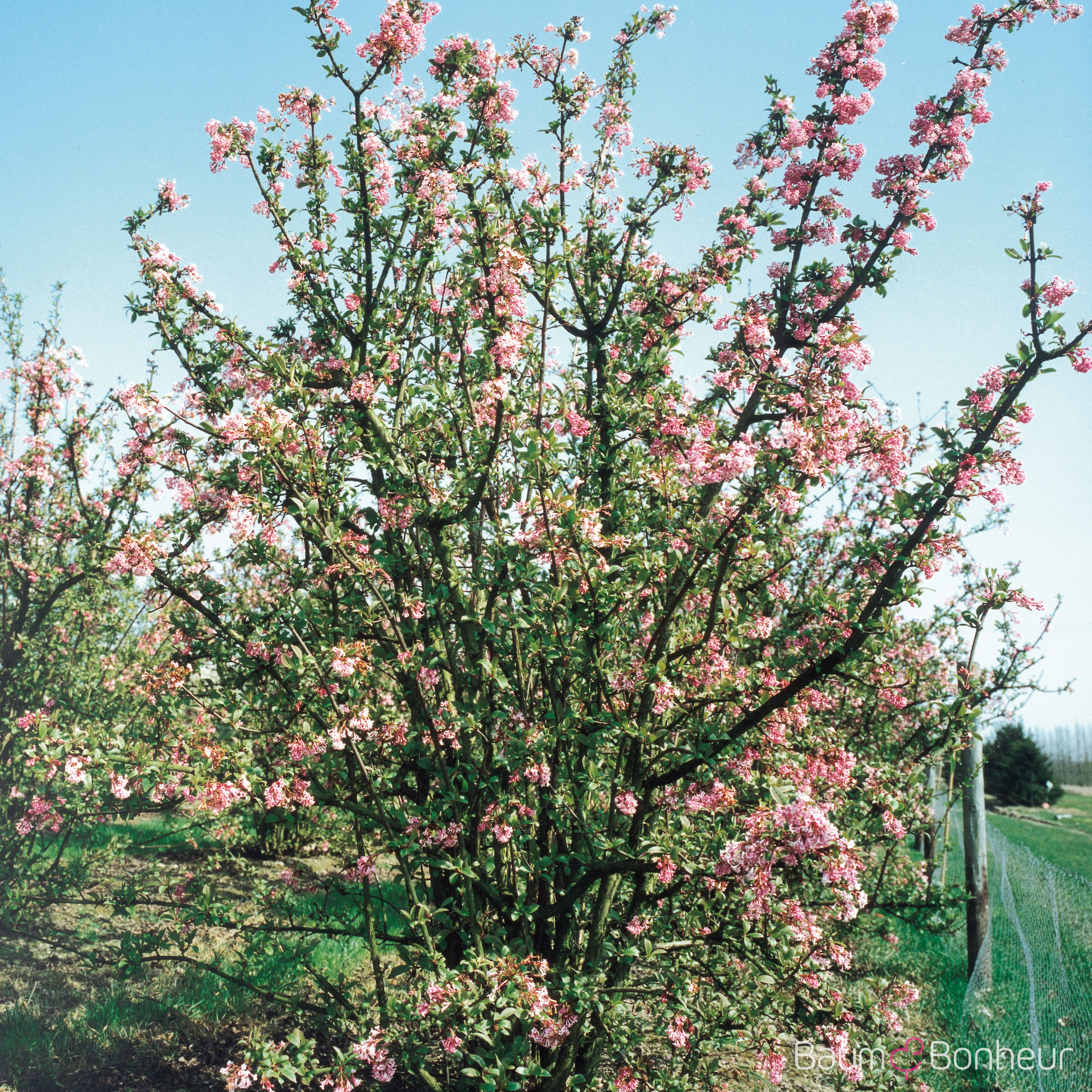 Viburnum bodnantense 'Dawn'