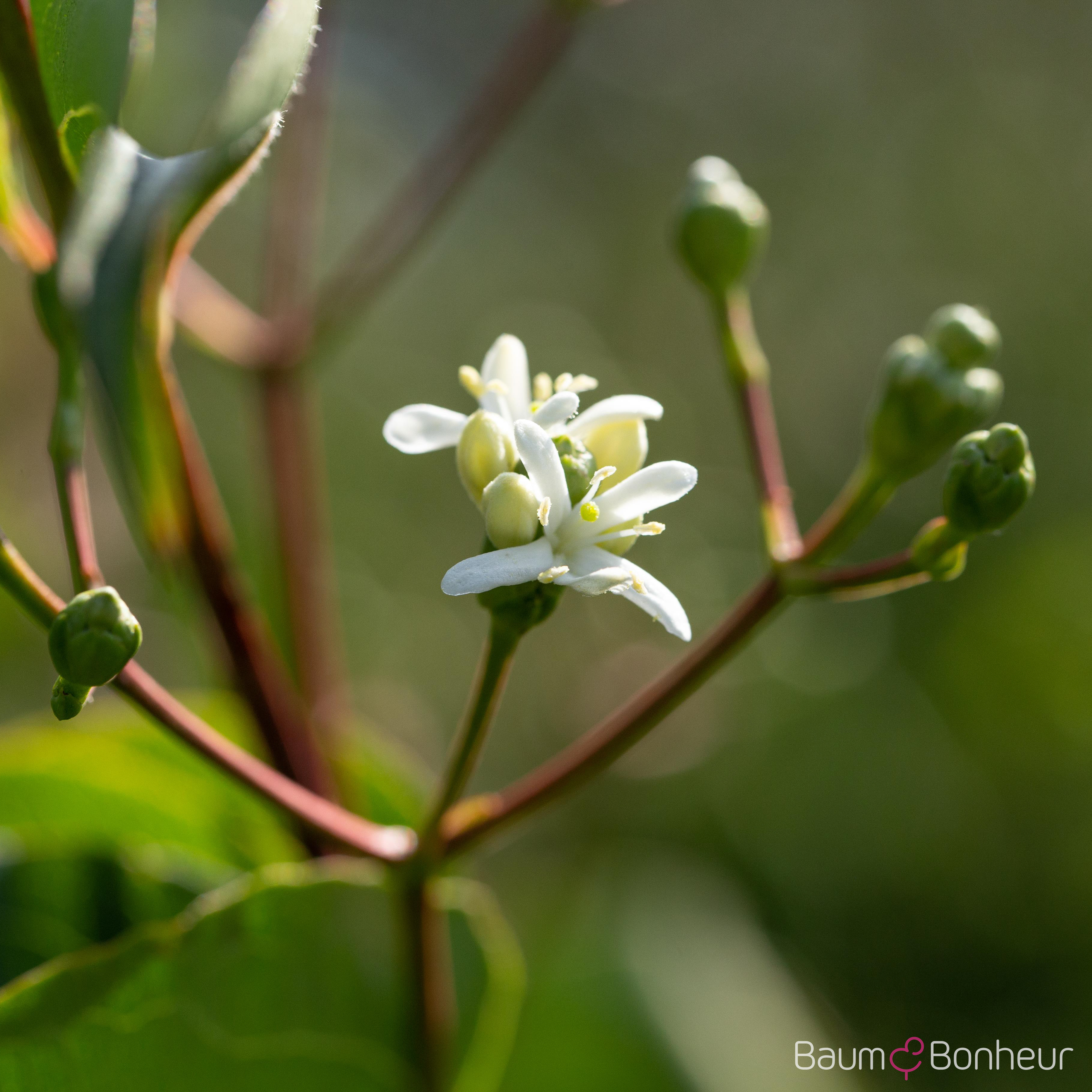 Heptacodium miconioides