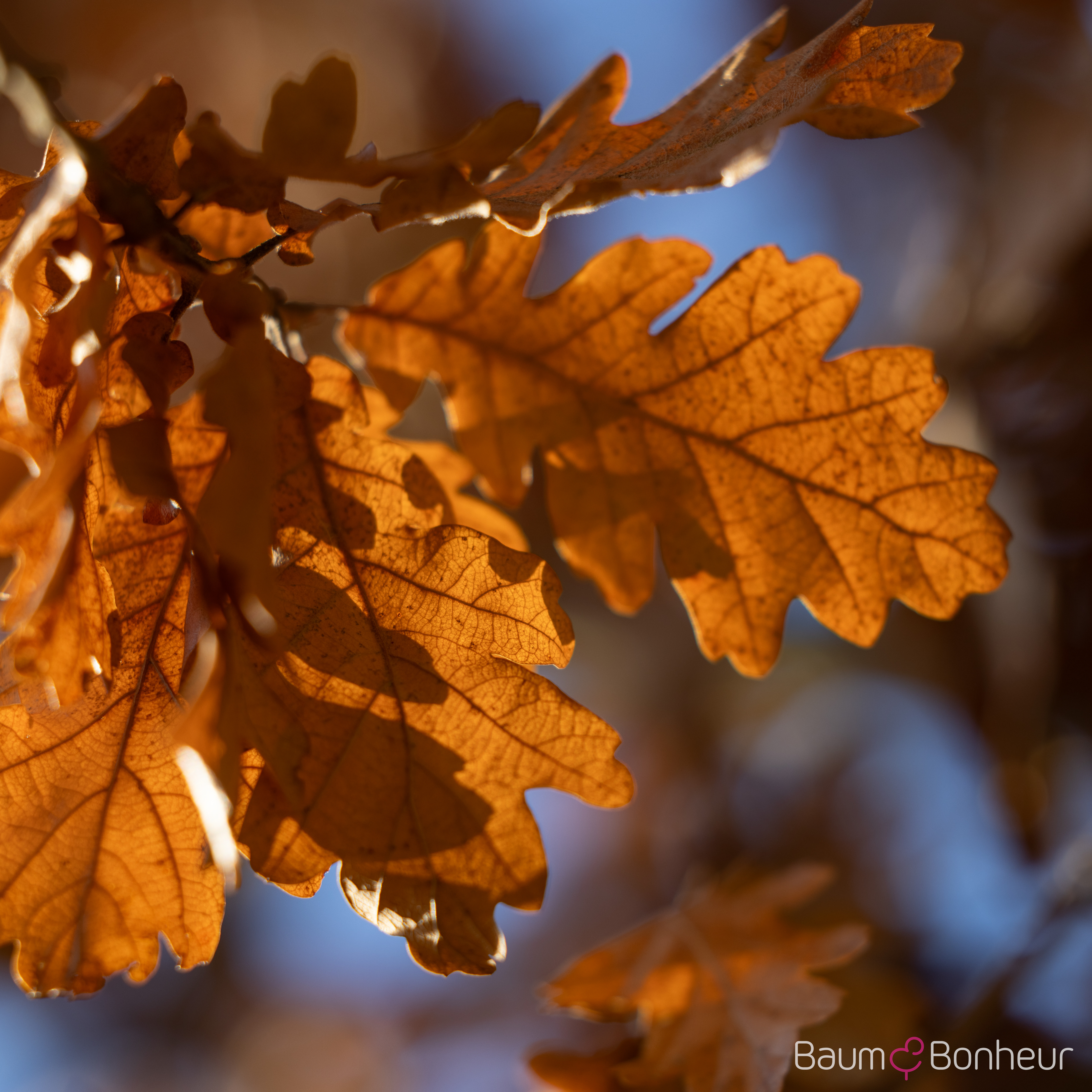 Quercus pubescens