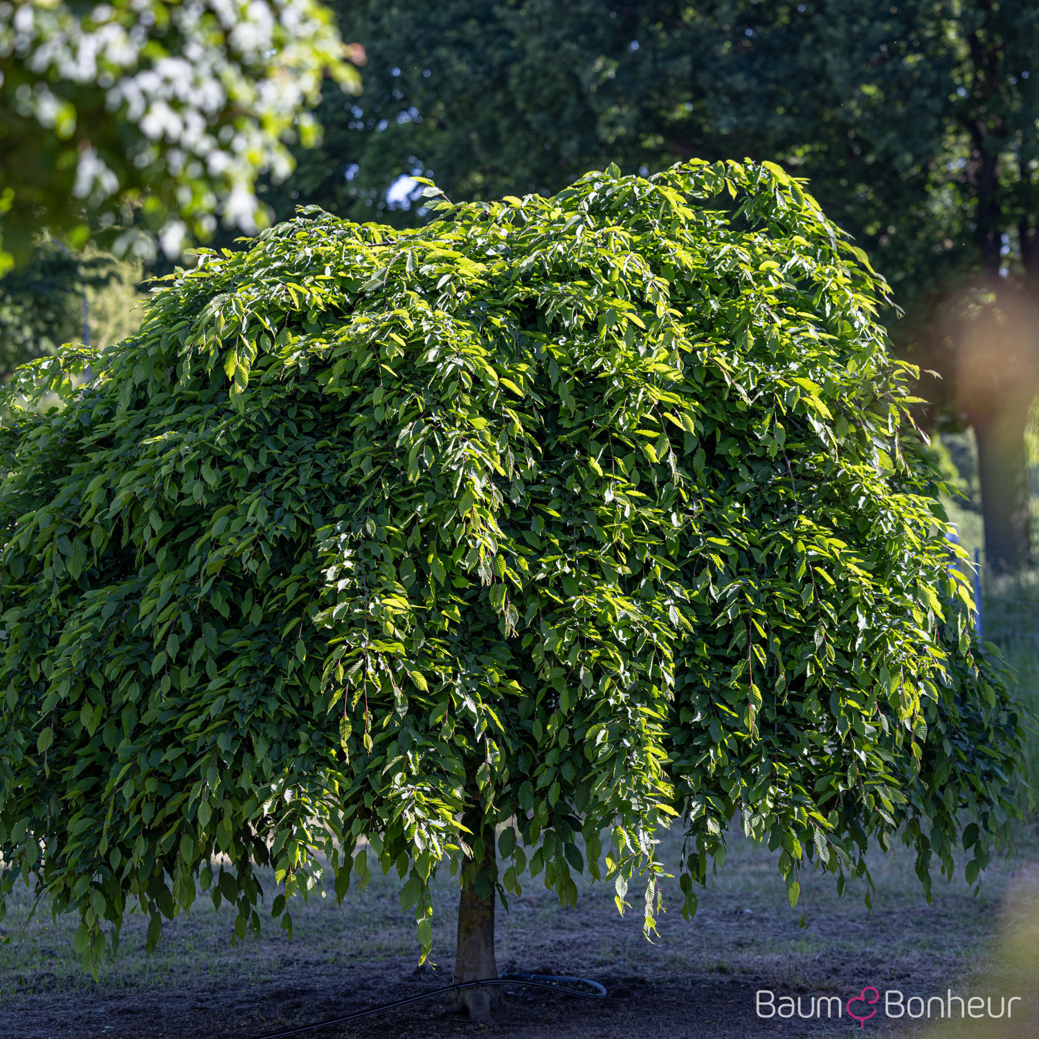 Carpinus betulus 'Pendula'