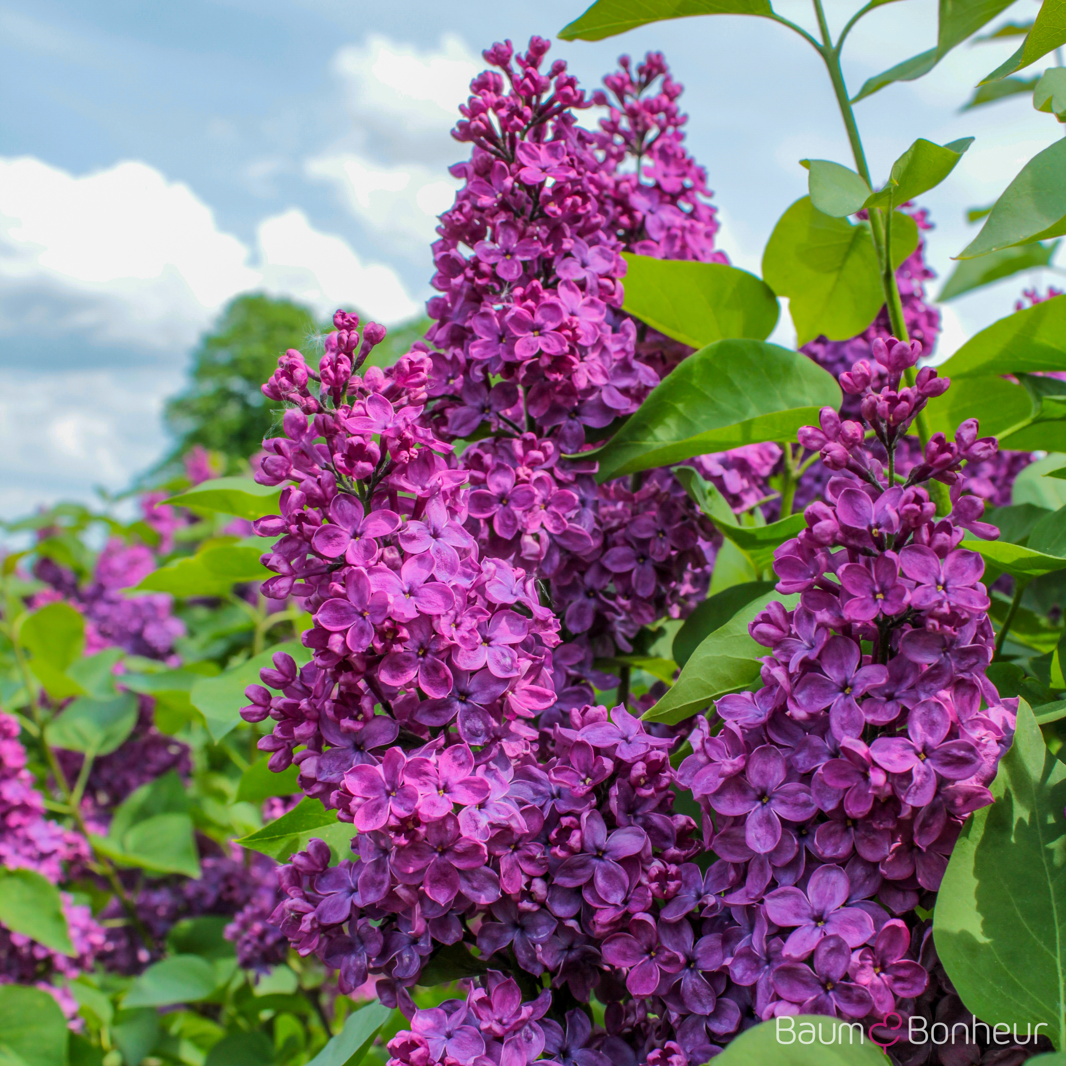 Syringa vulgaris 'Andenken an Ludwig Späth'