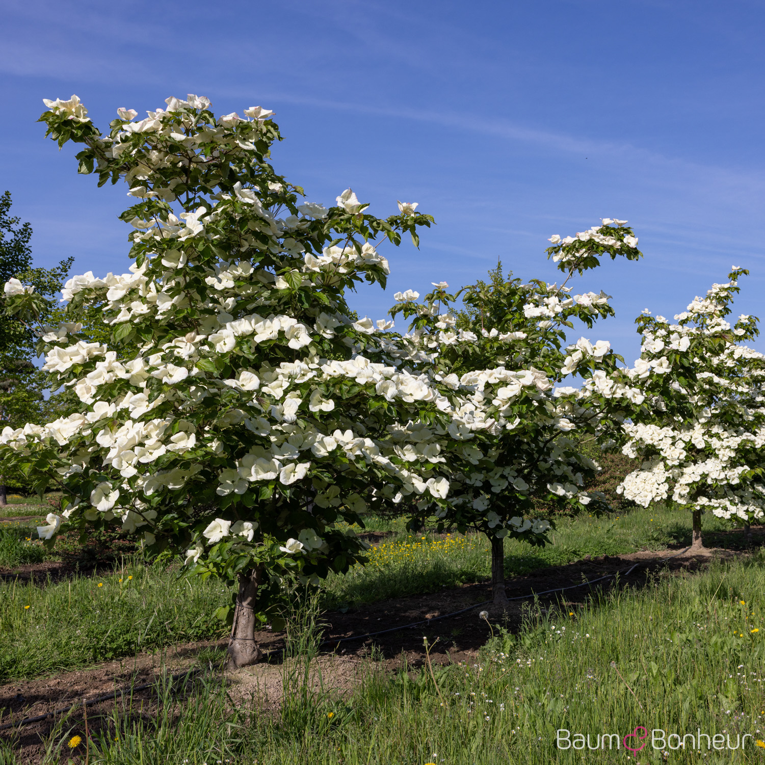 Cornus kousa 'Venus' ®