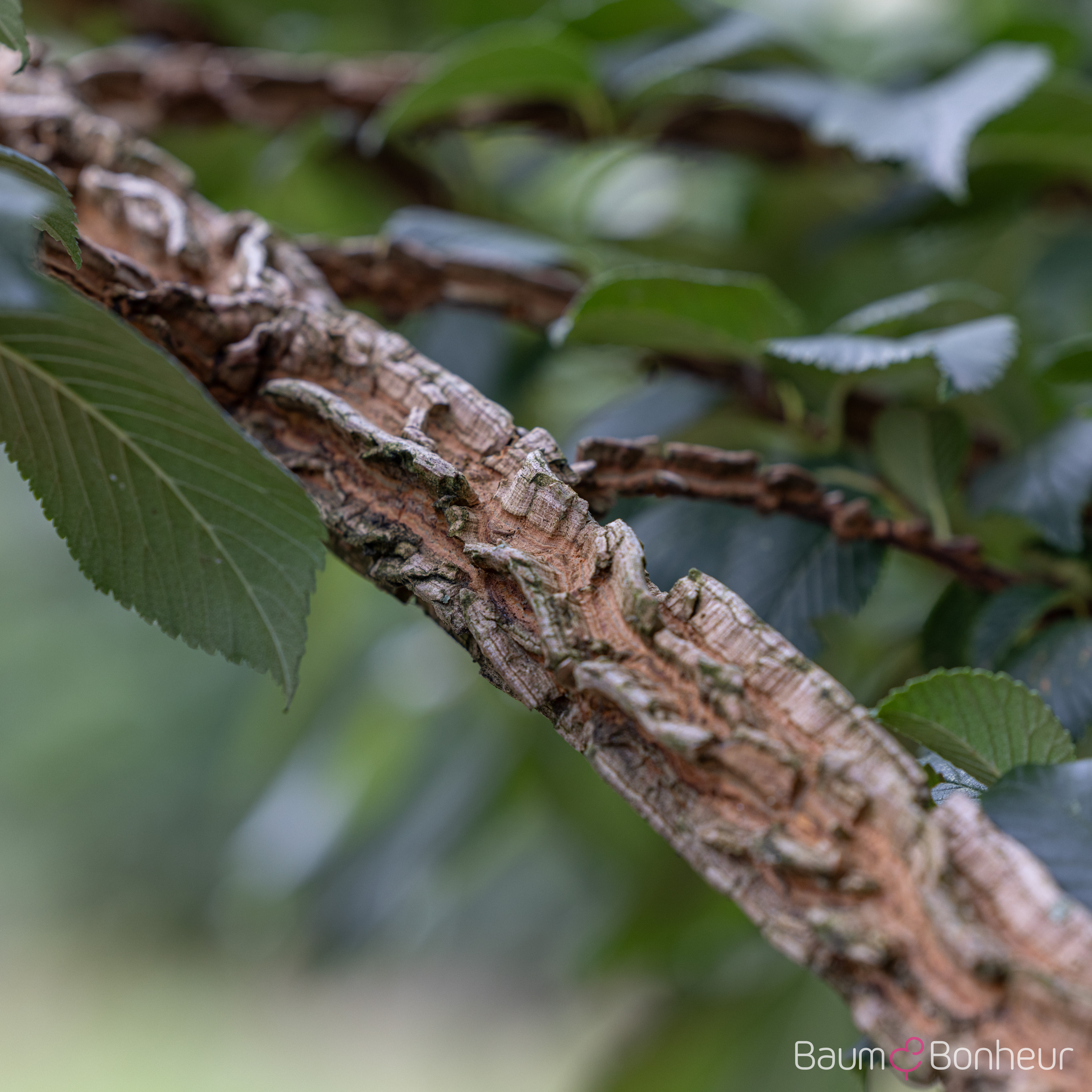 Ulmus minor 'Supercork'