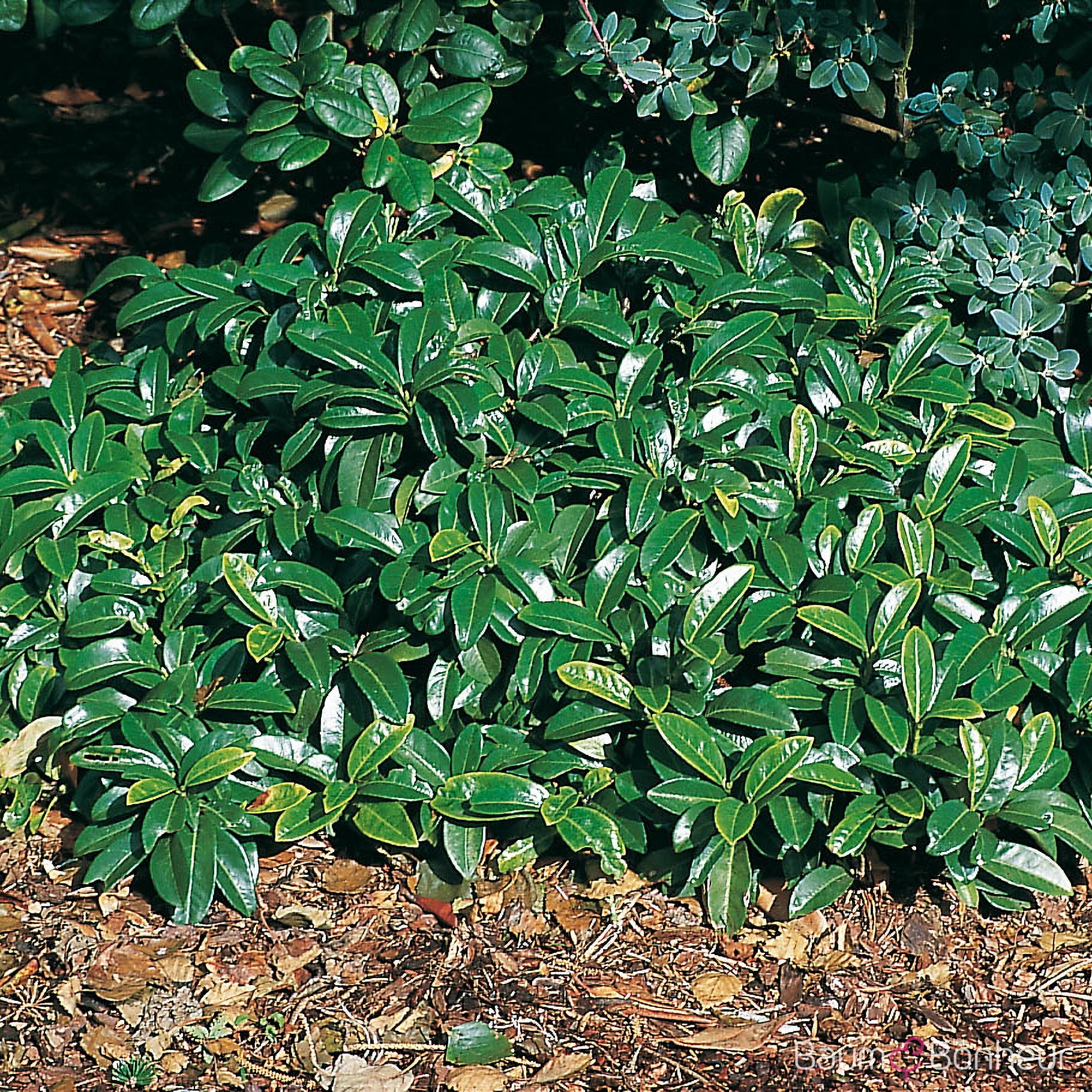 Prunus laurocerasus 'Mount Vernon'