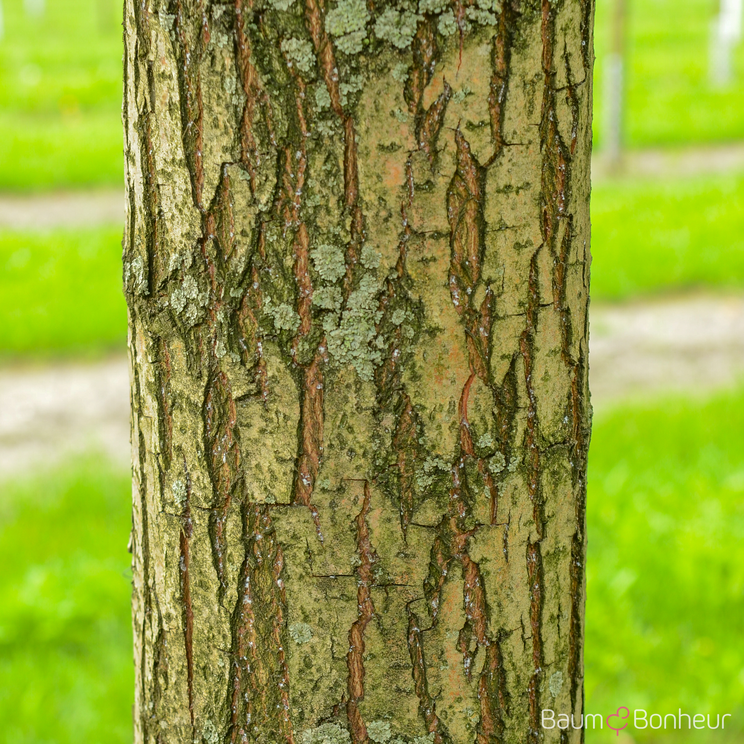 Salix alba 'Belders'