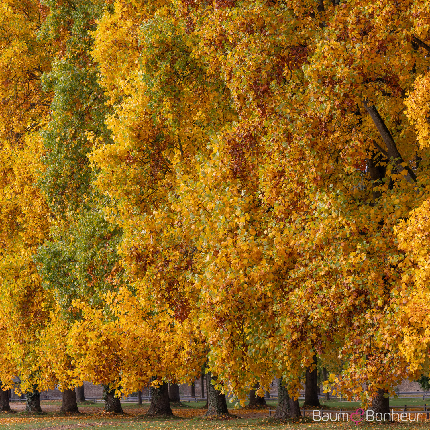 Liriodendron tulipifera