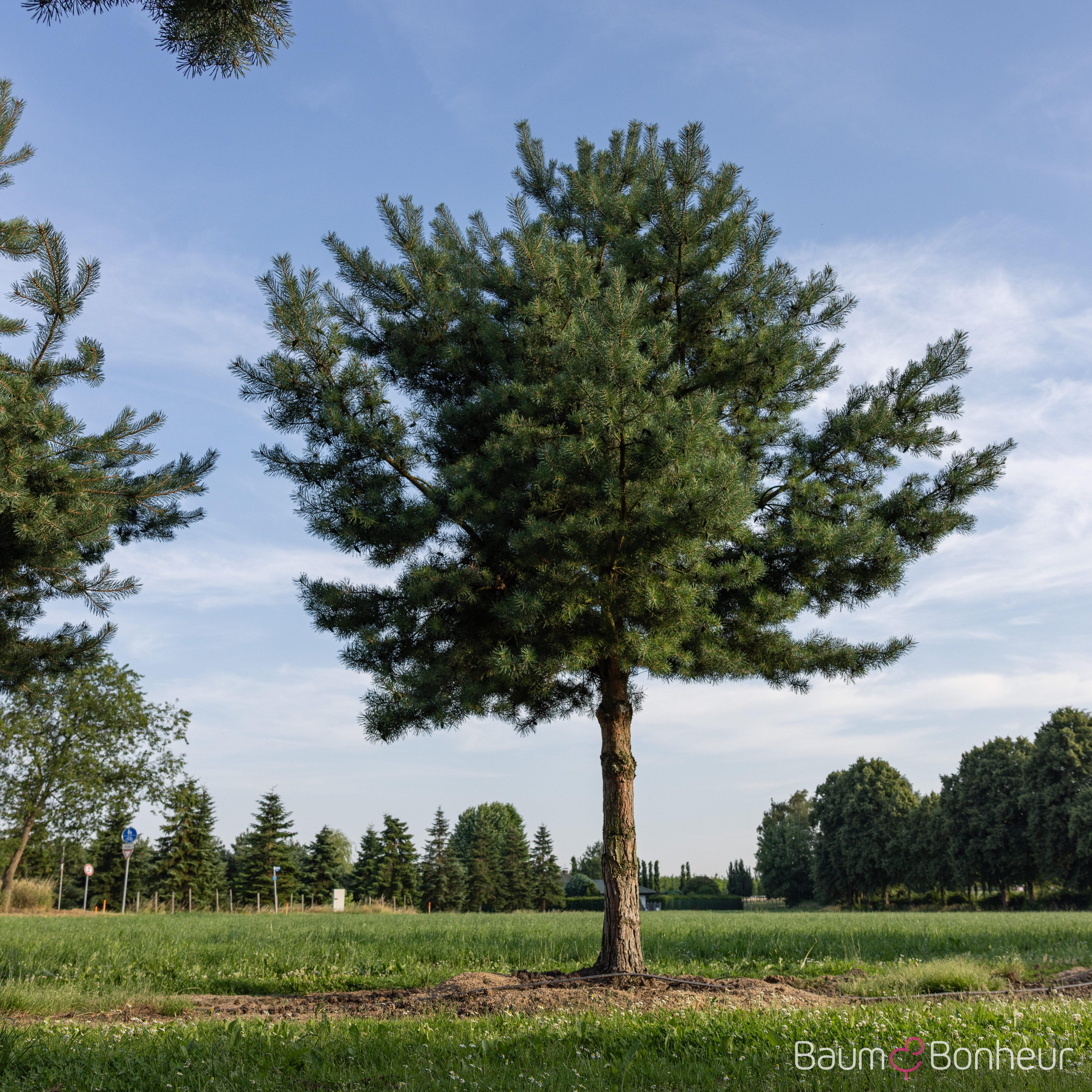 Pinus sylvestris