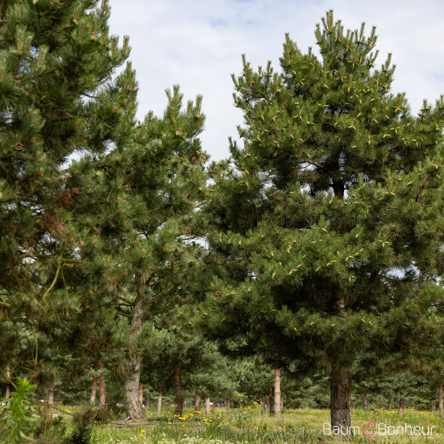 Pinus nigra subsp. nigra