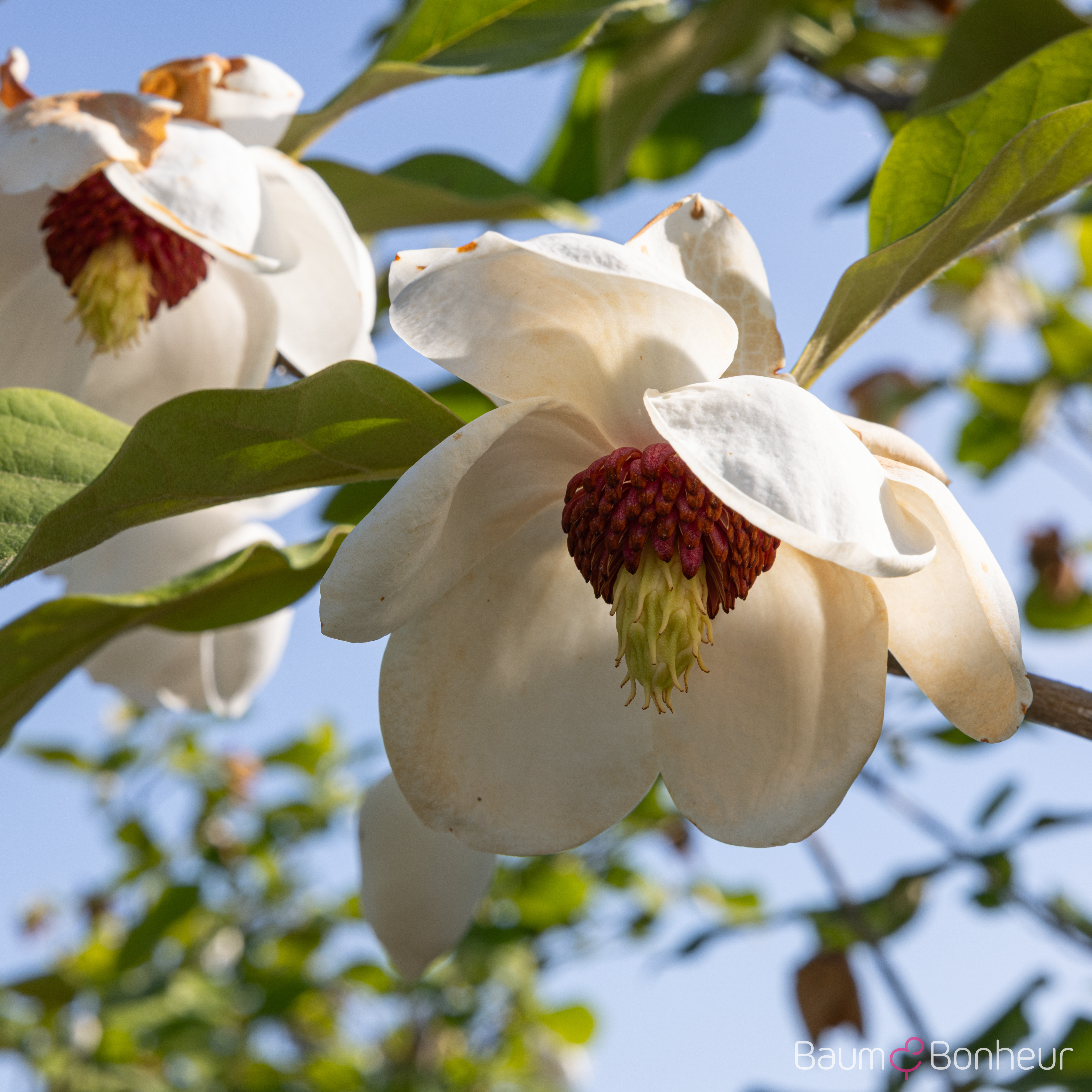Magnolia sieboldii