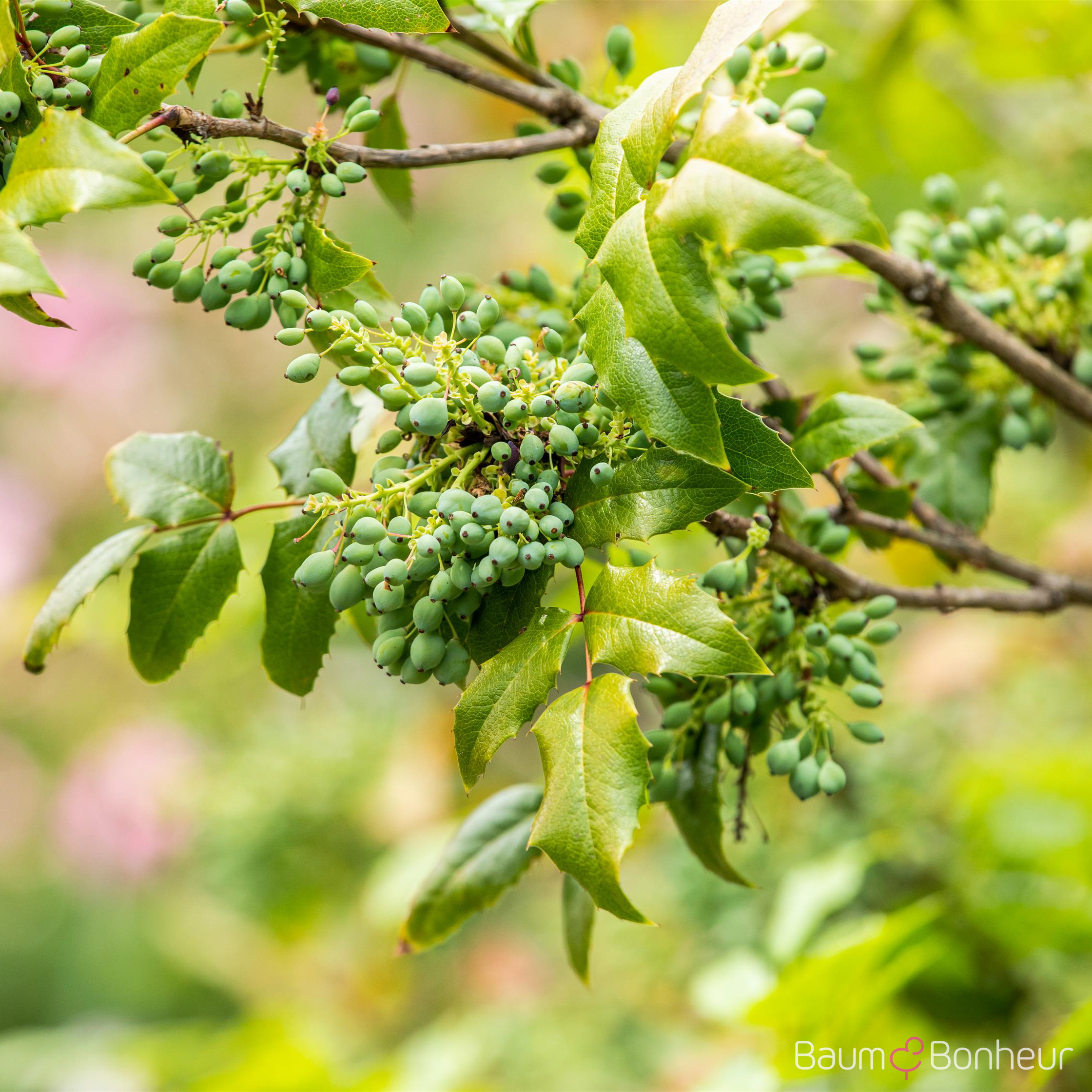 Mahonia aquifolium