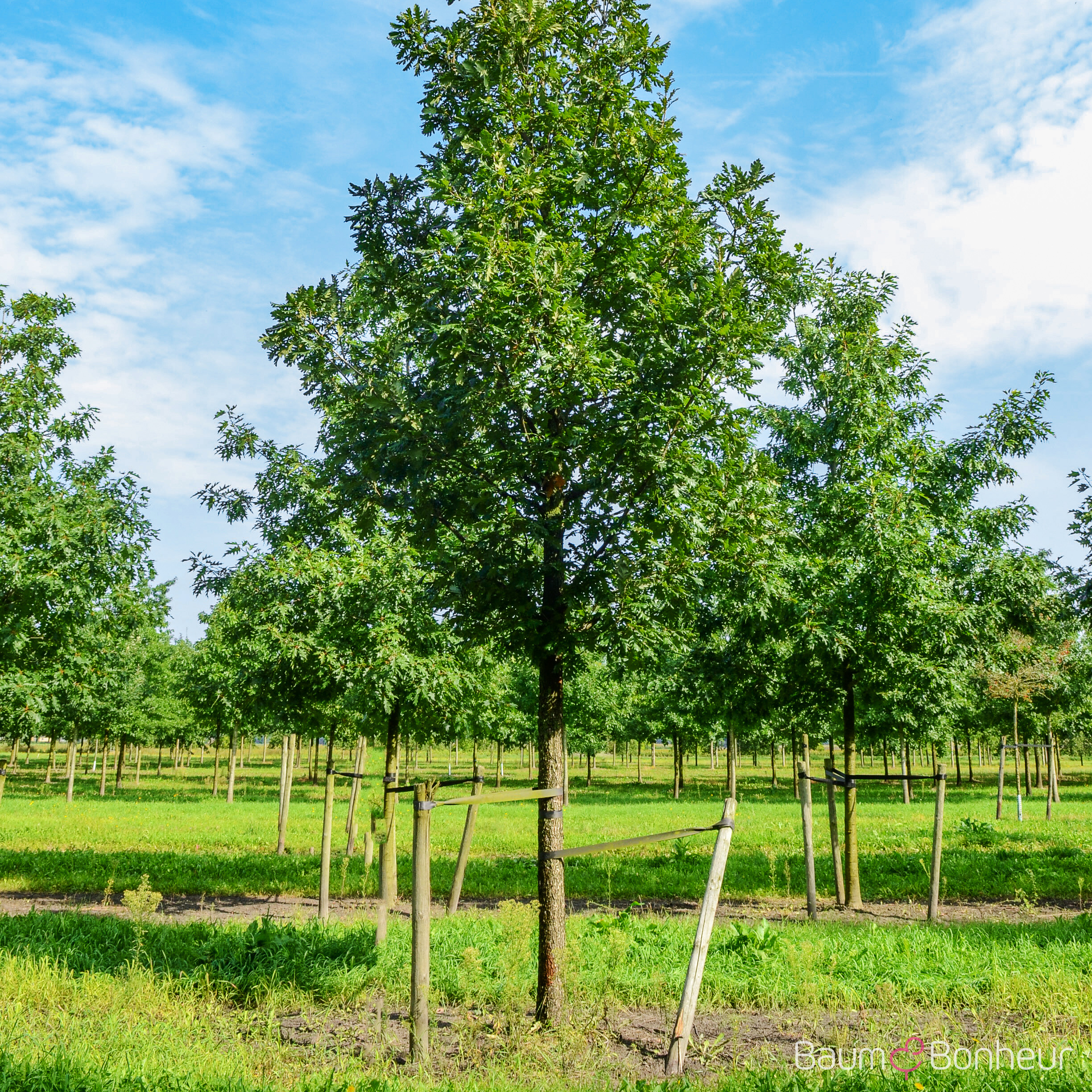 Quercus frainetto 'Trump'