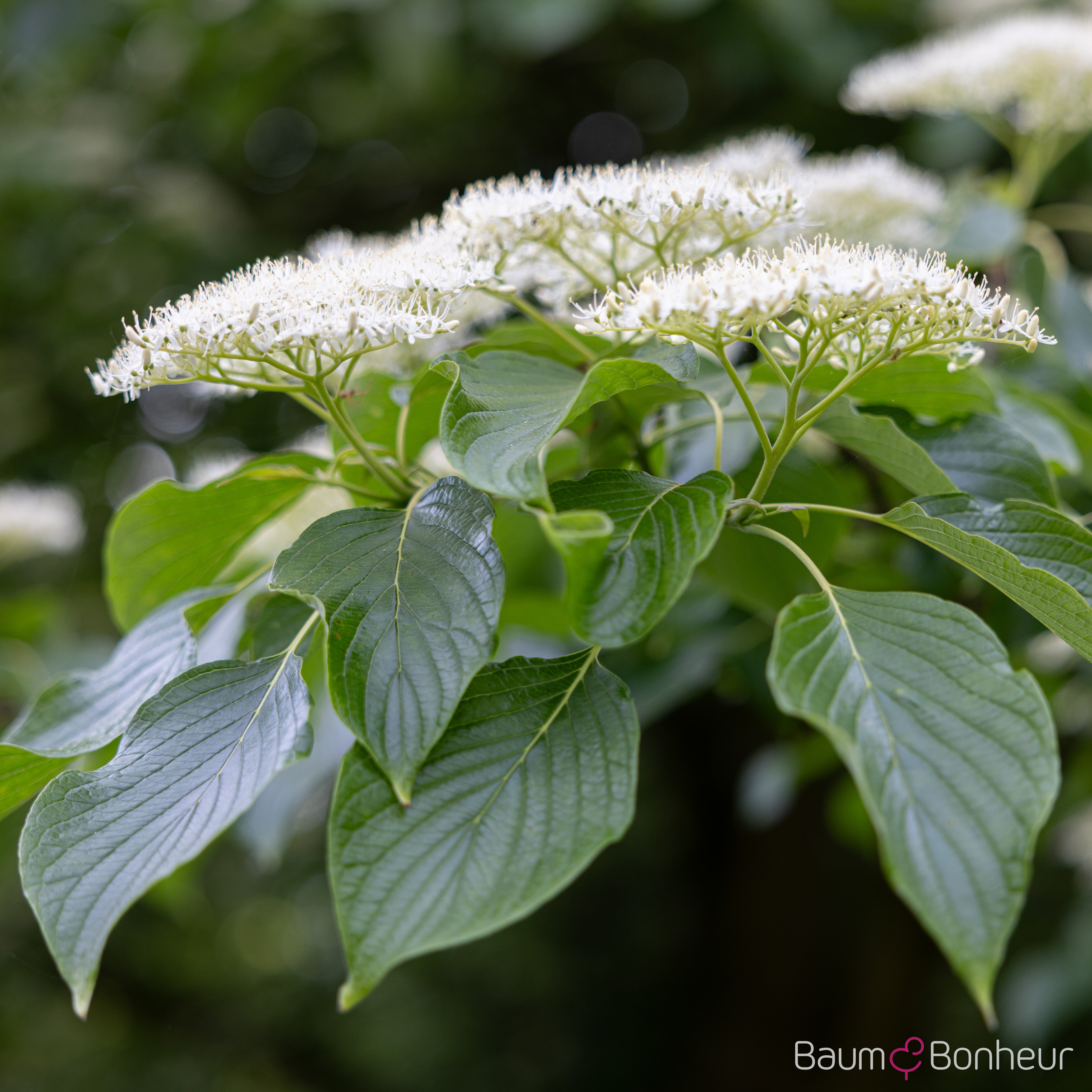 Cornus controversa