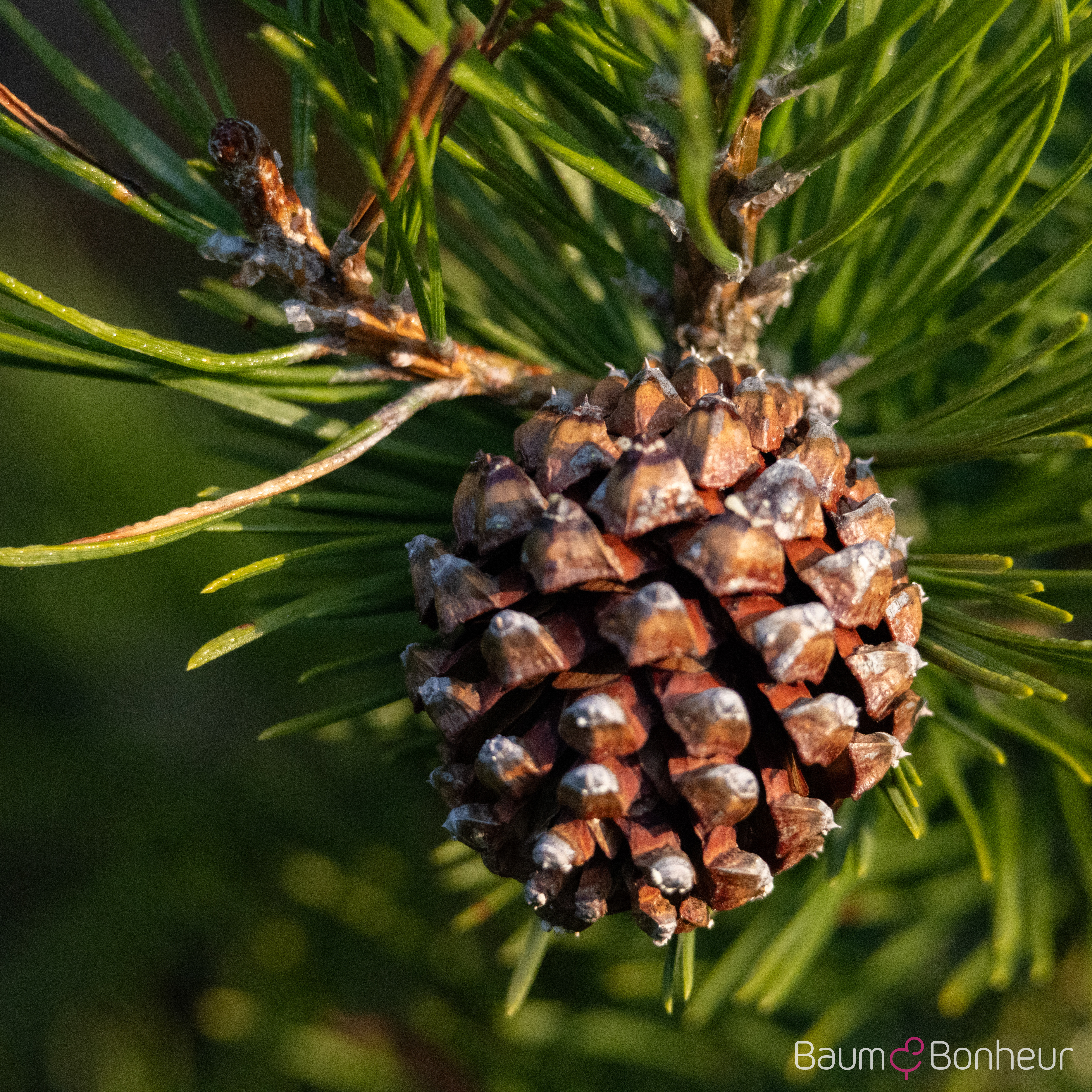 Pinus uncinata