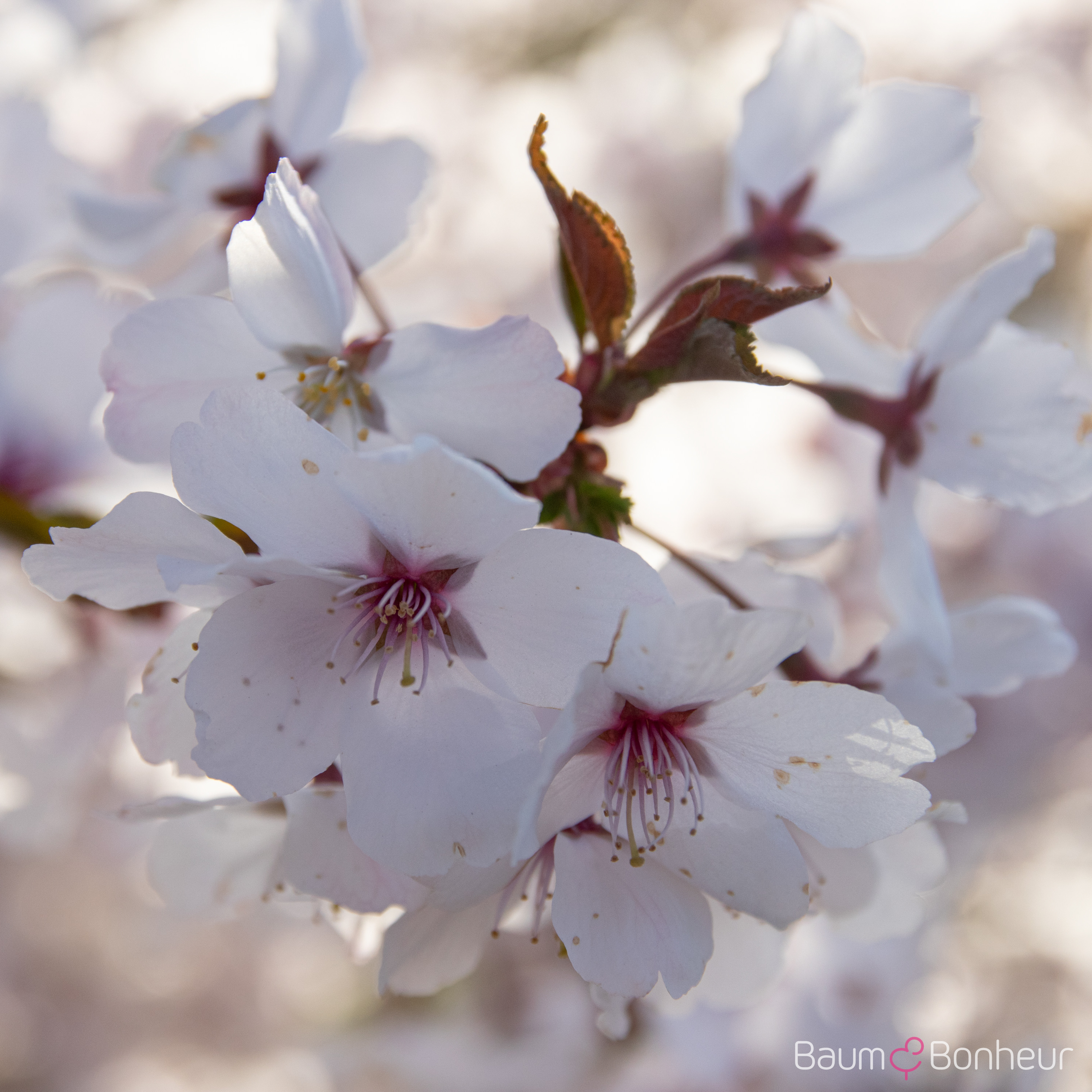 Prunus incisa 'The Bride'