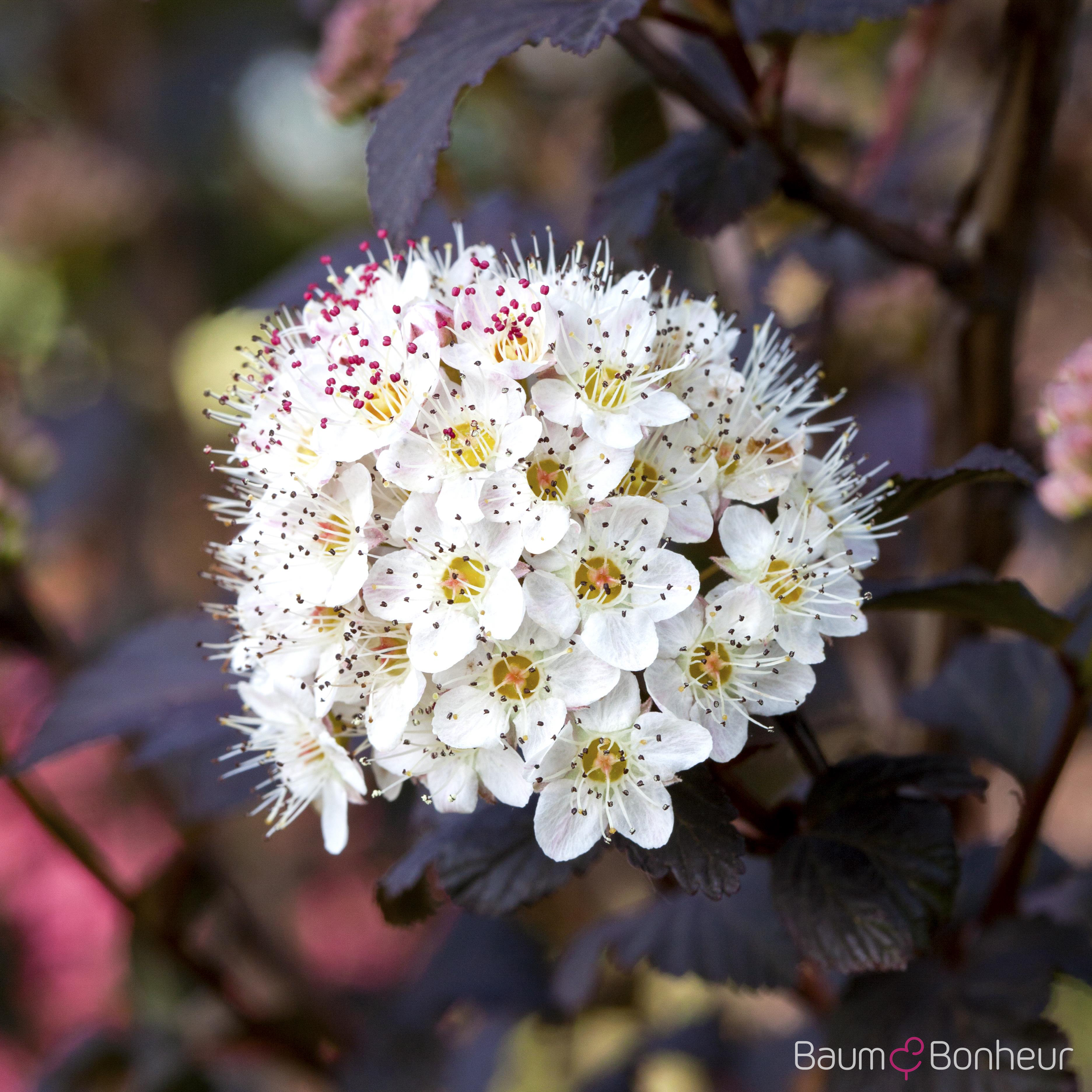 Physocarpus opulifolius 'Diabolo'