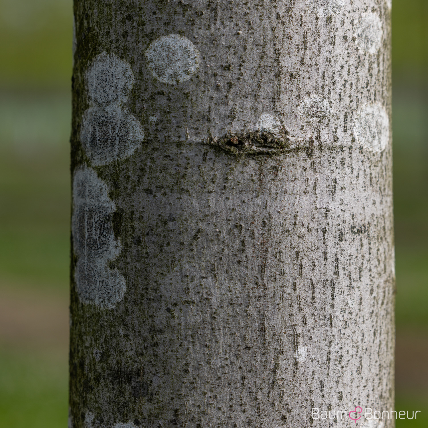 Tilia tomentosa 'Brabant'