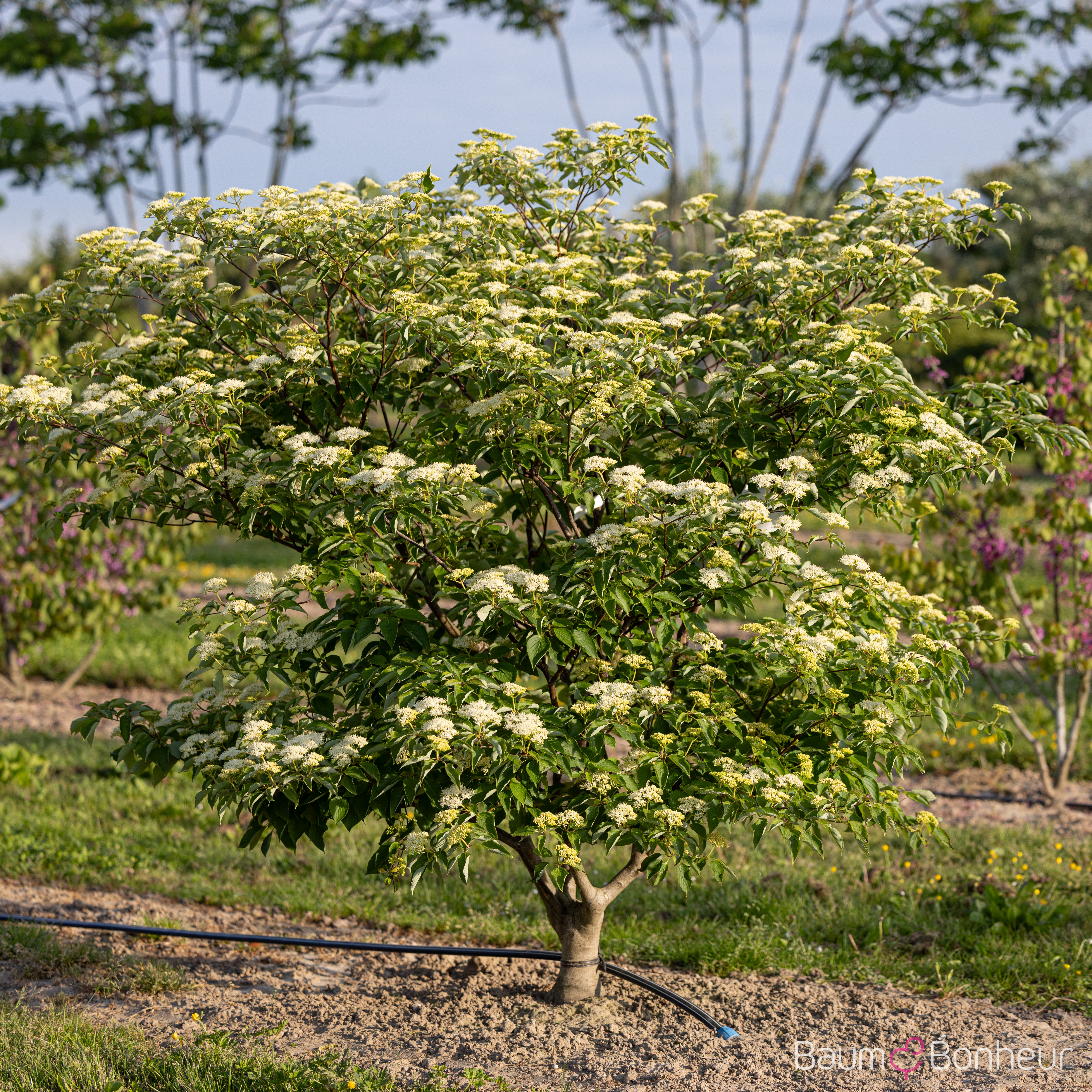 Cornus alternifolia