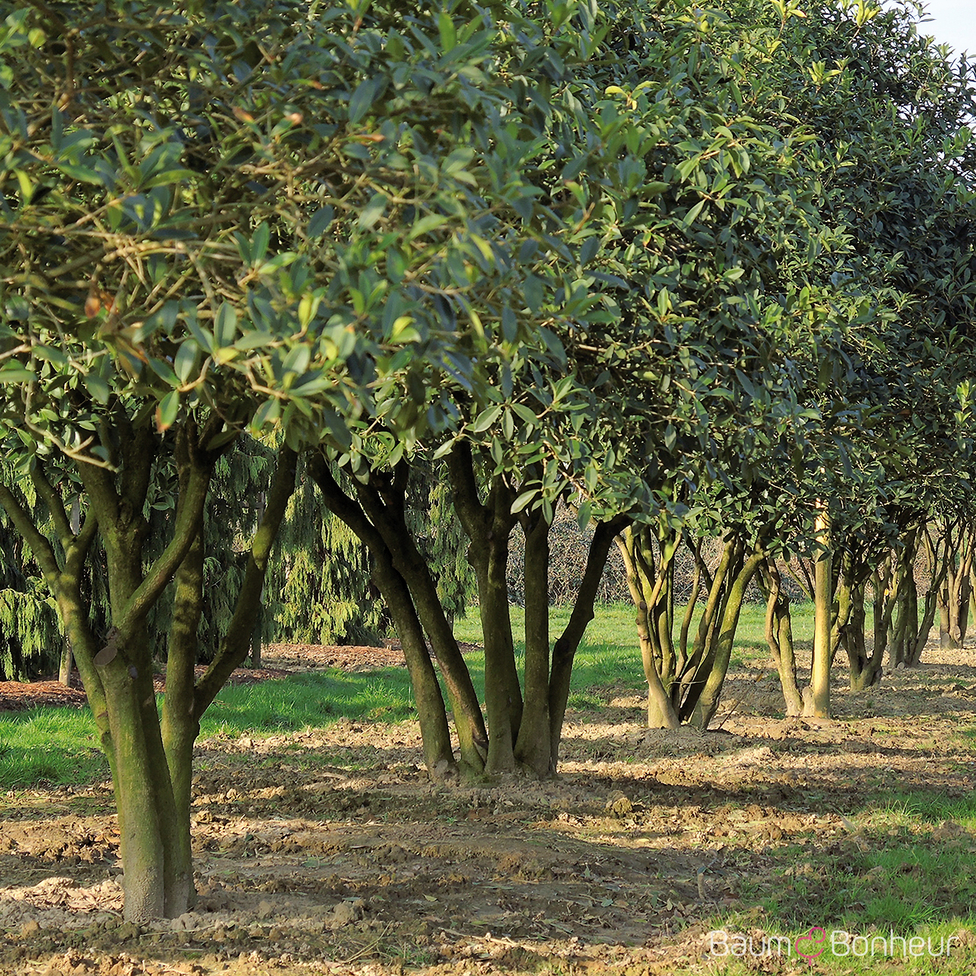 Osmanthus fragrans