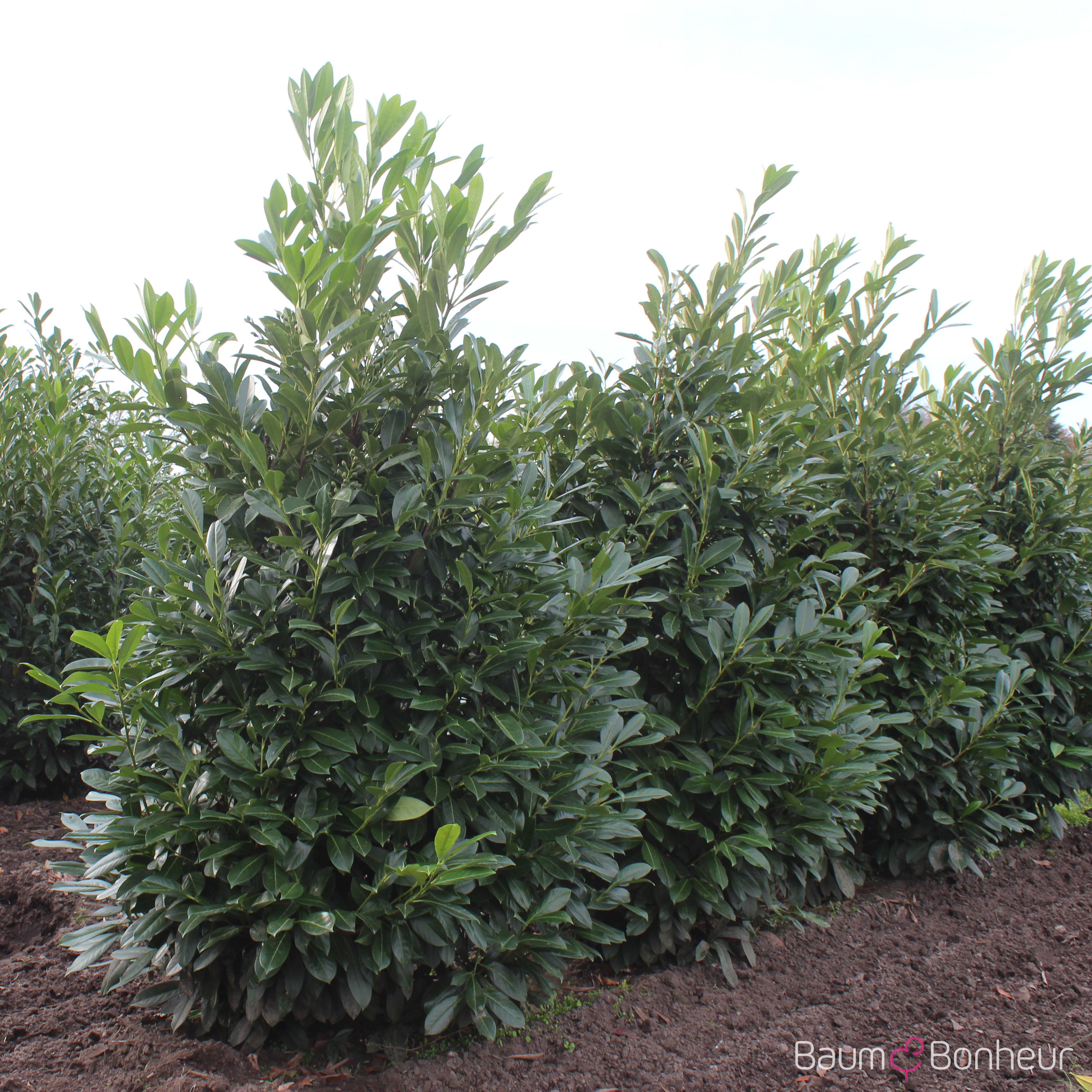 Prunus laurocerasus 'Greenpeace'