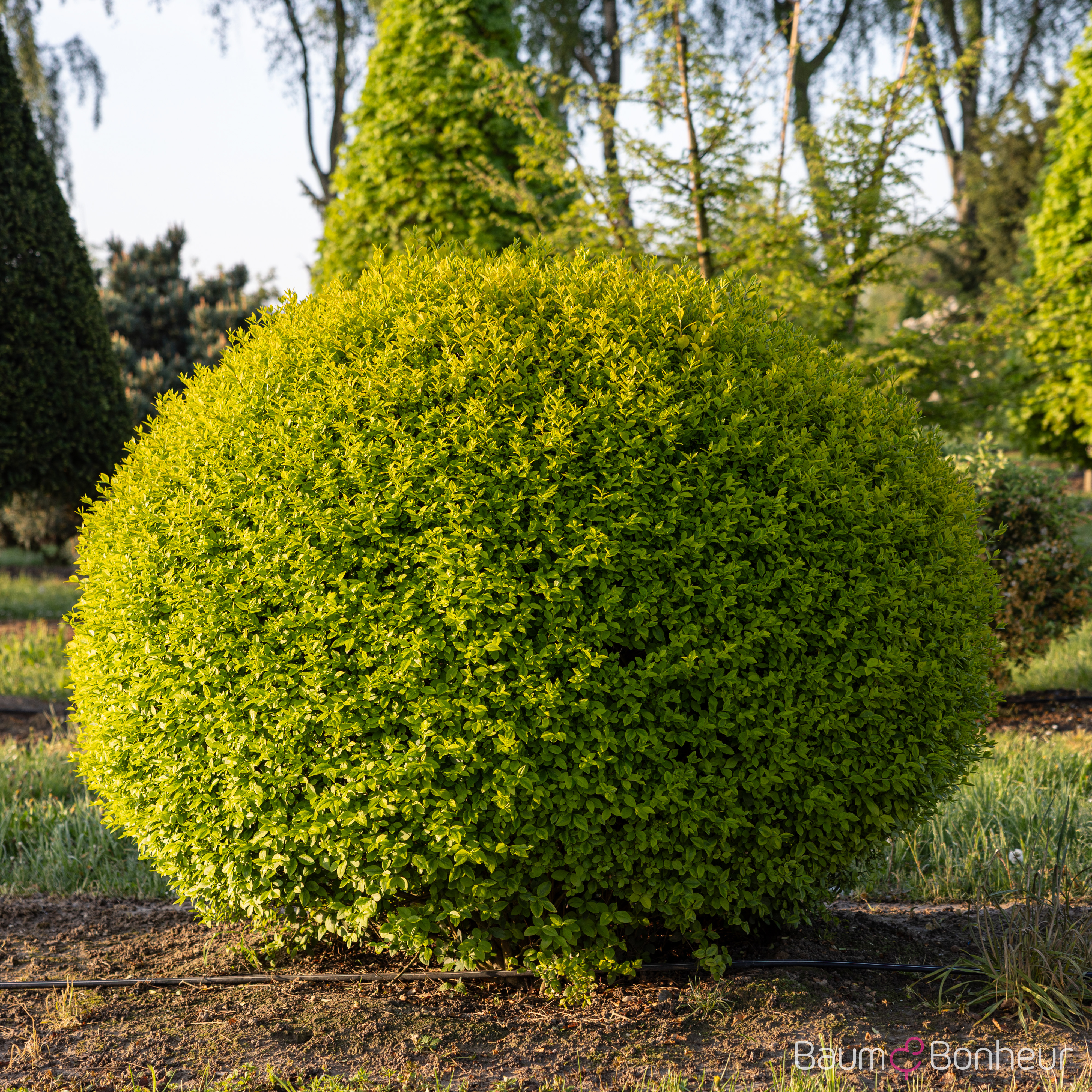 Ligustrum ovalifolium 'Aureum'